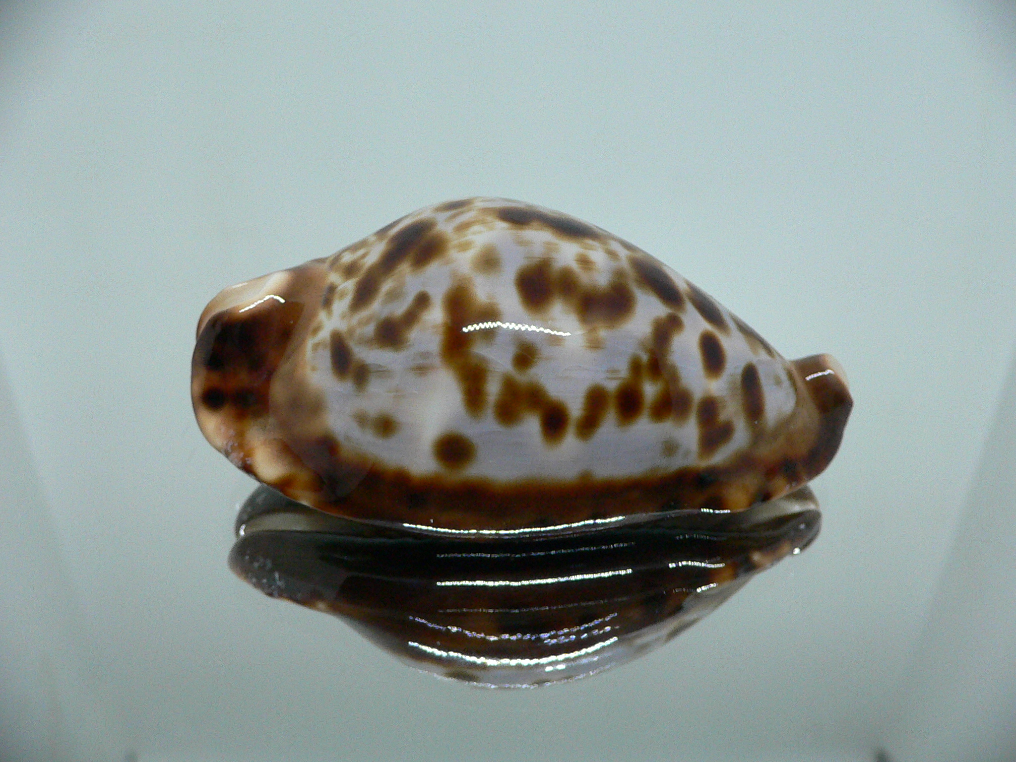 Zoila friendii friendii BLUE BACK & ELONGATE