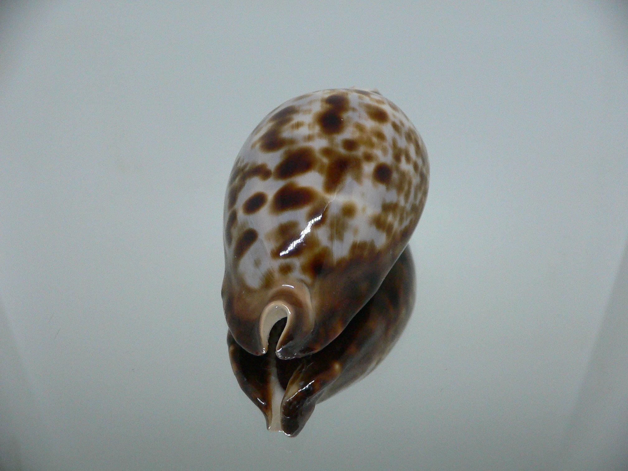 Zoila friendii friendii BLUE BACK & ELONGATE