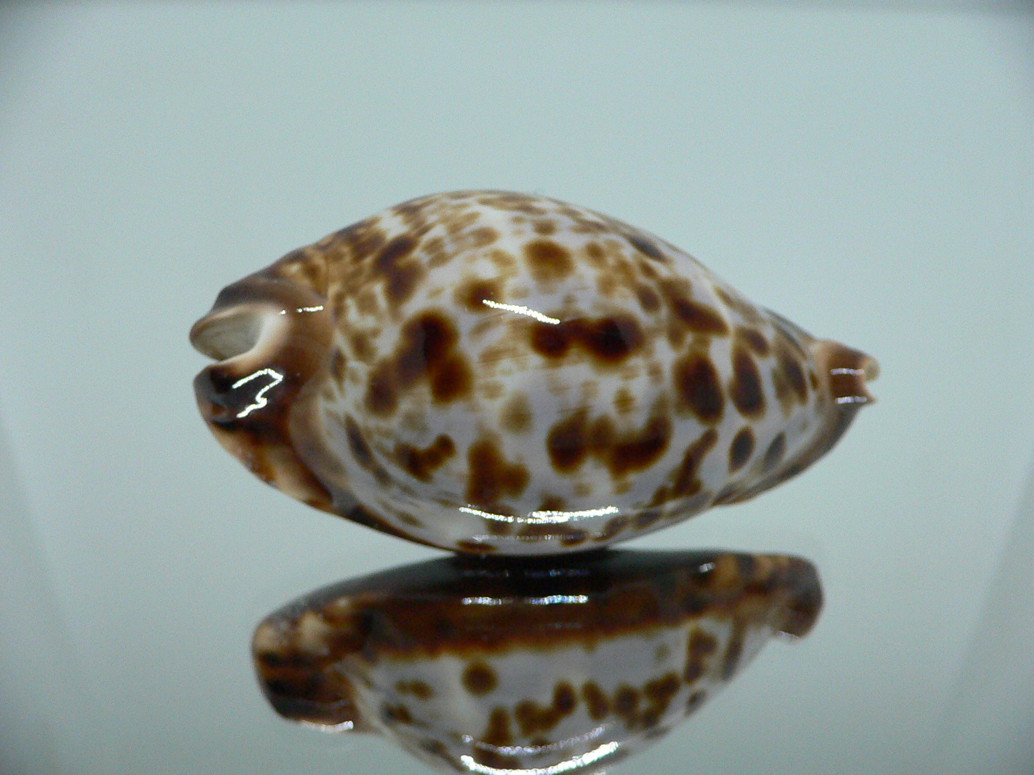 Zoila friendii friendii BLUE BACK & ELONGATE