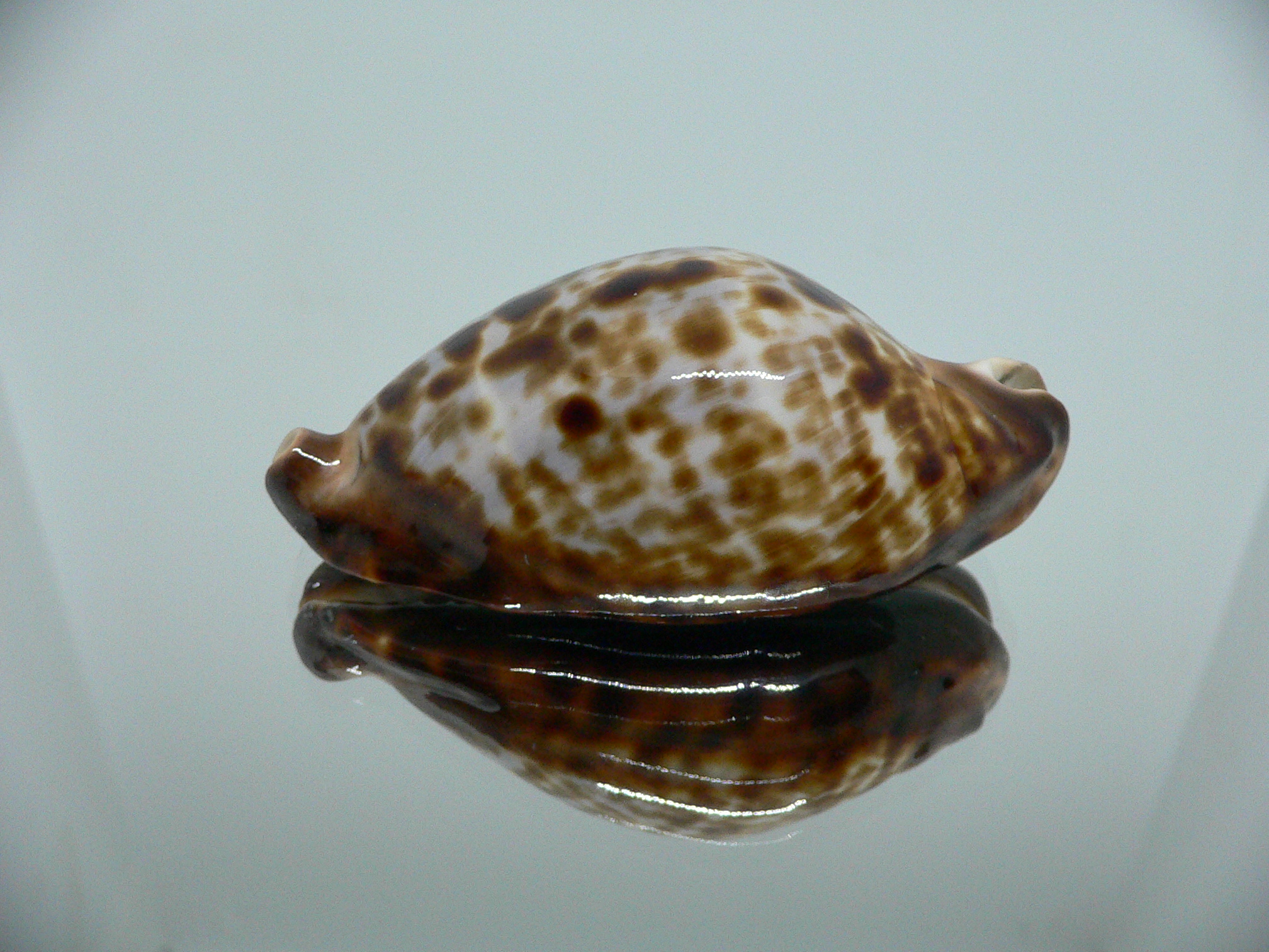 Zoila friendii friendii BLUE BACK & ELONGATE