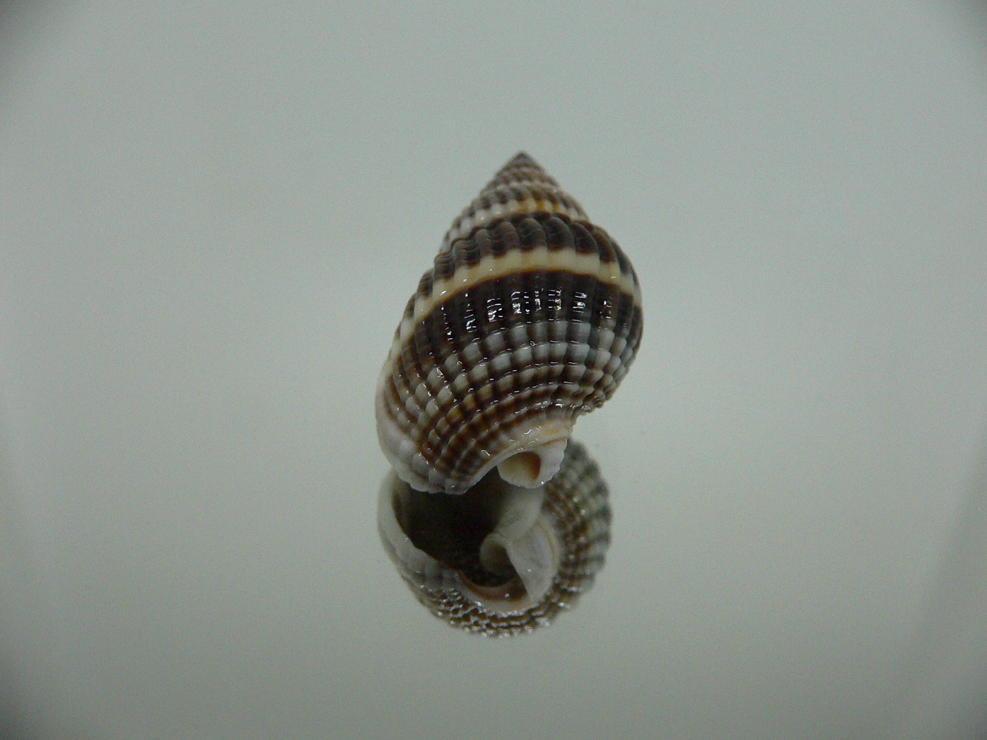 Nassarius livescens DARK