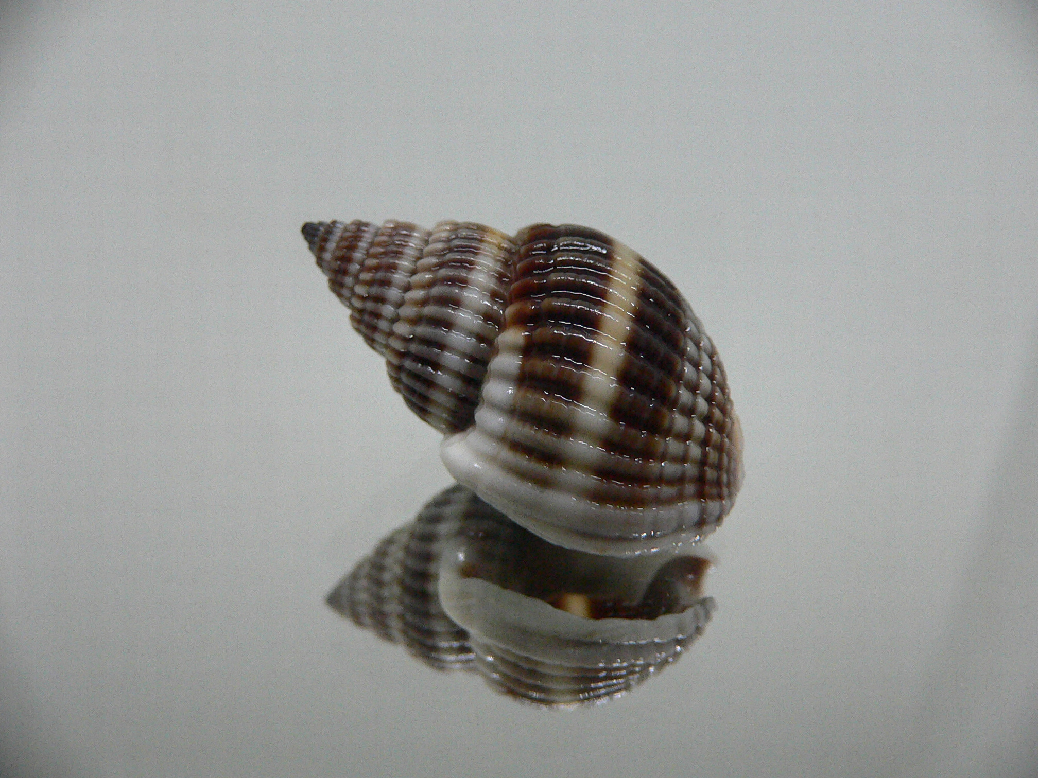 Nassarius livescens DARK
