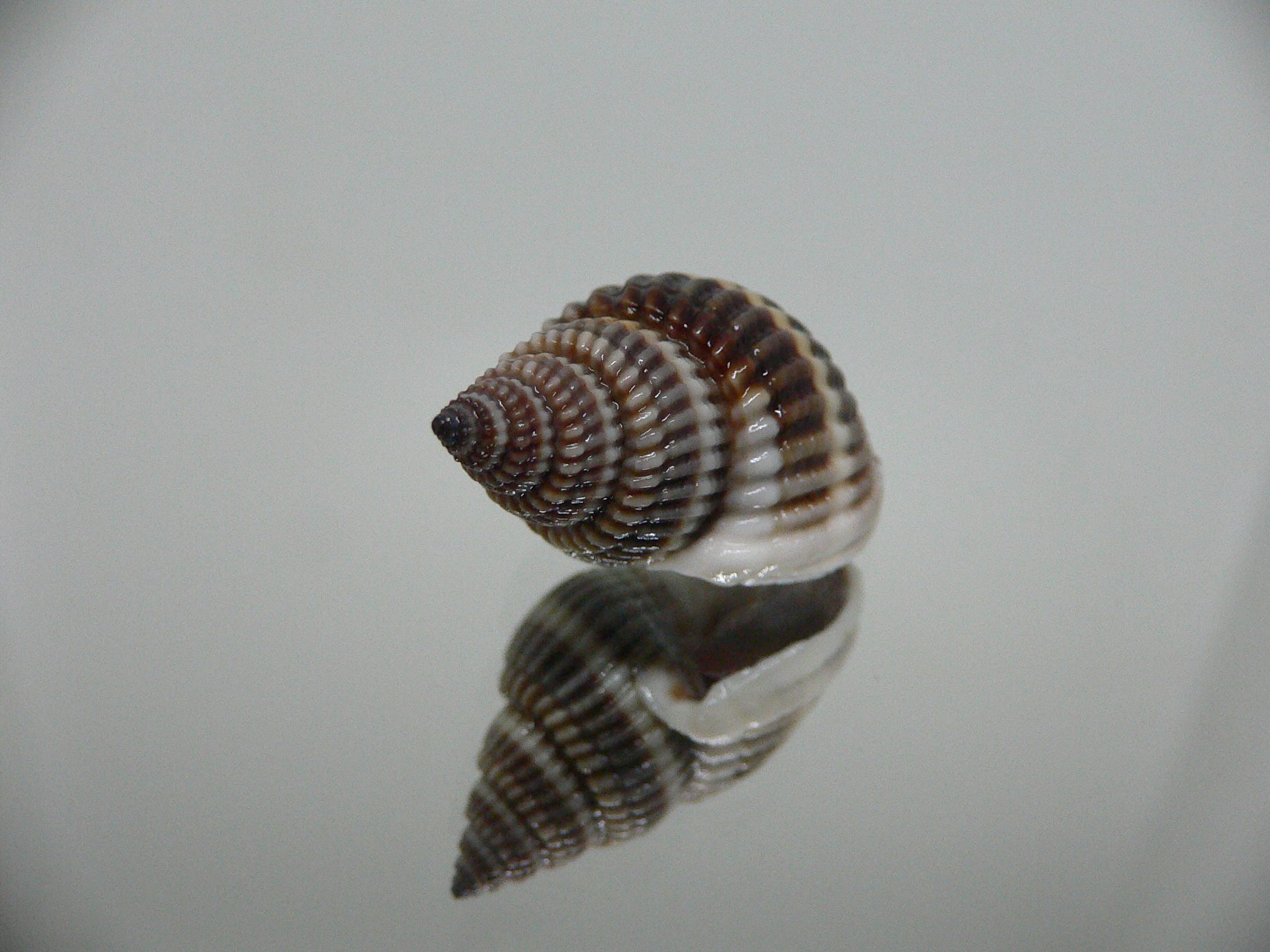 Nassarius livescens DARK