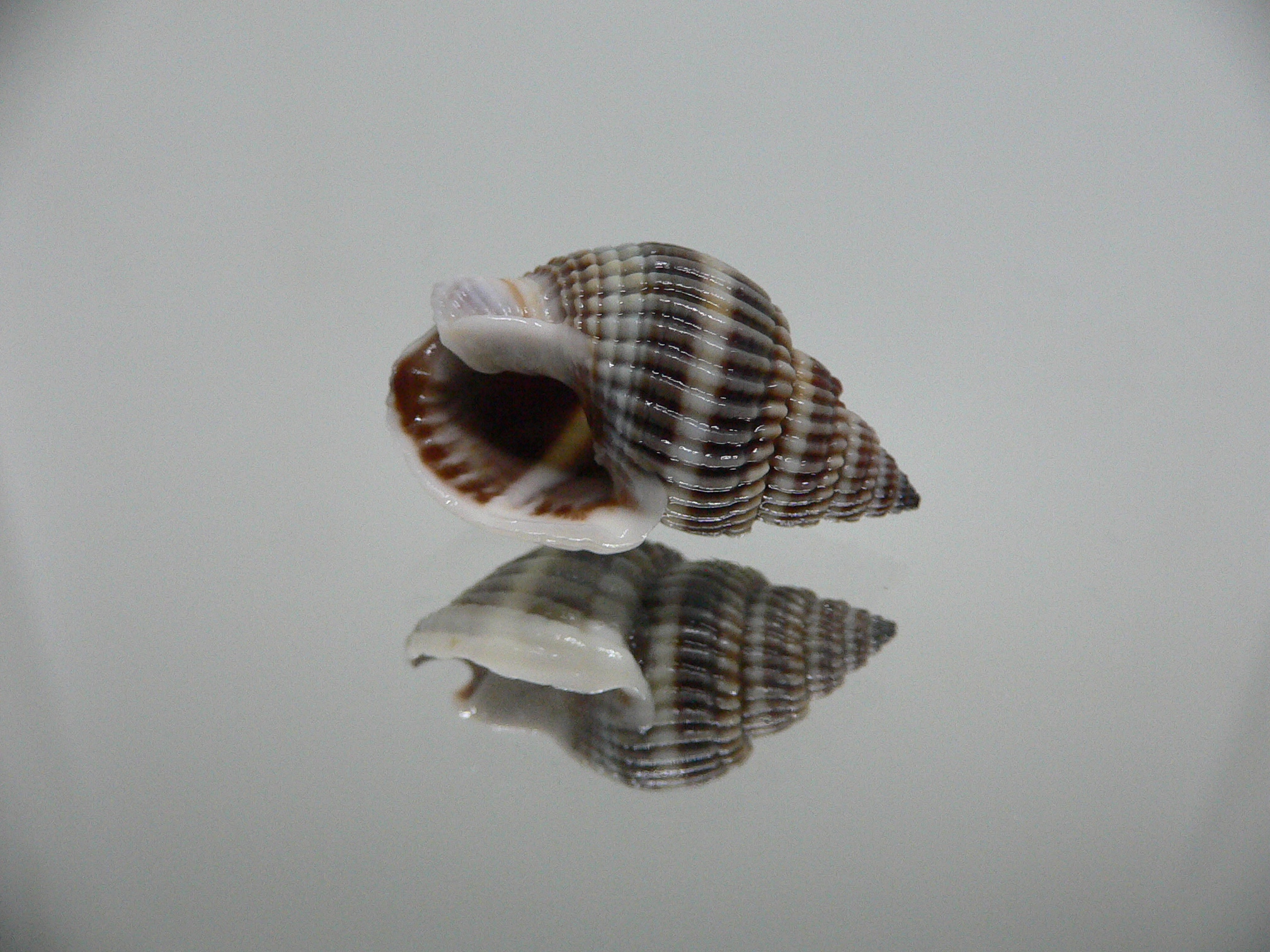 Nassarius livescens DARK