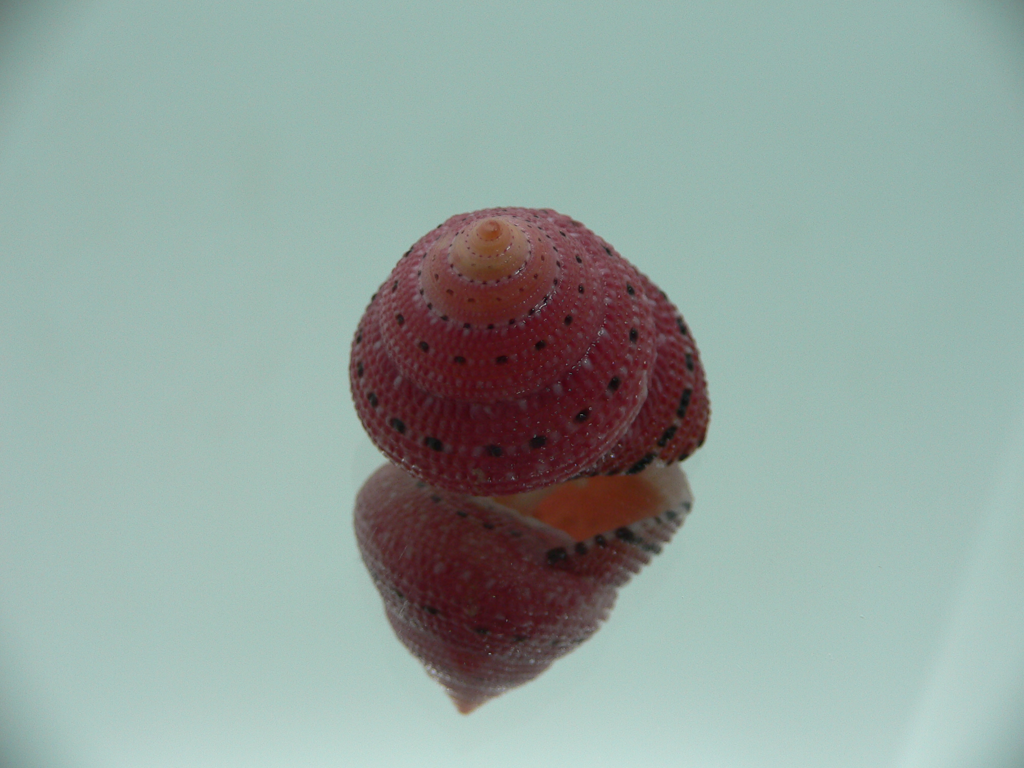 Clanculus puniceus RED