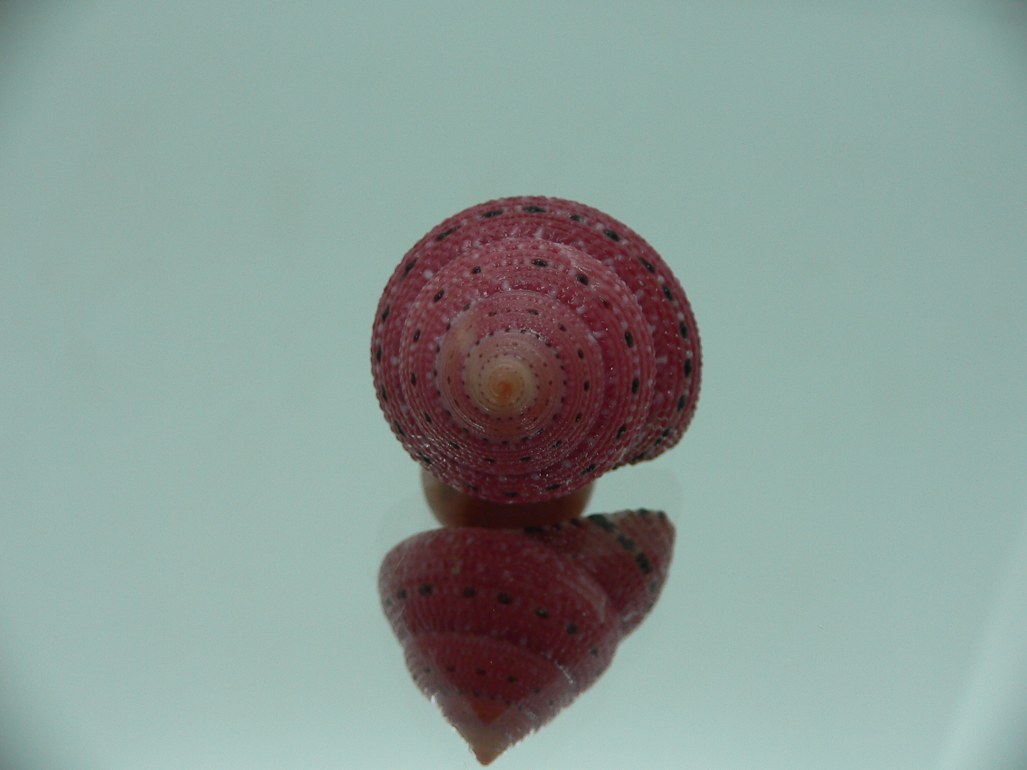 Clanculus puniceus RED