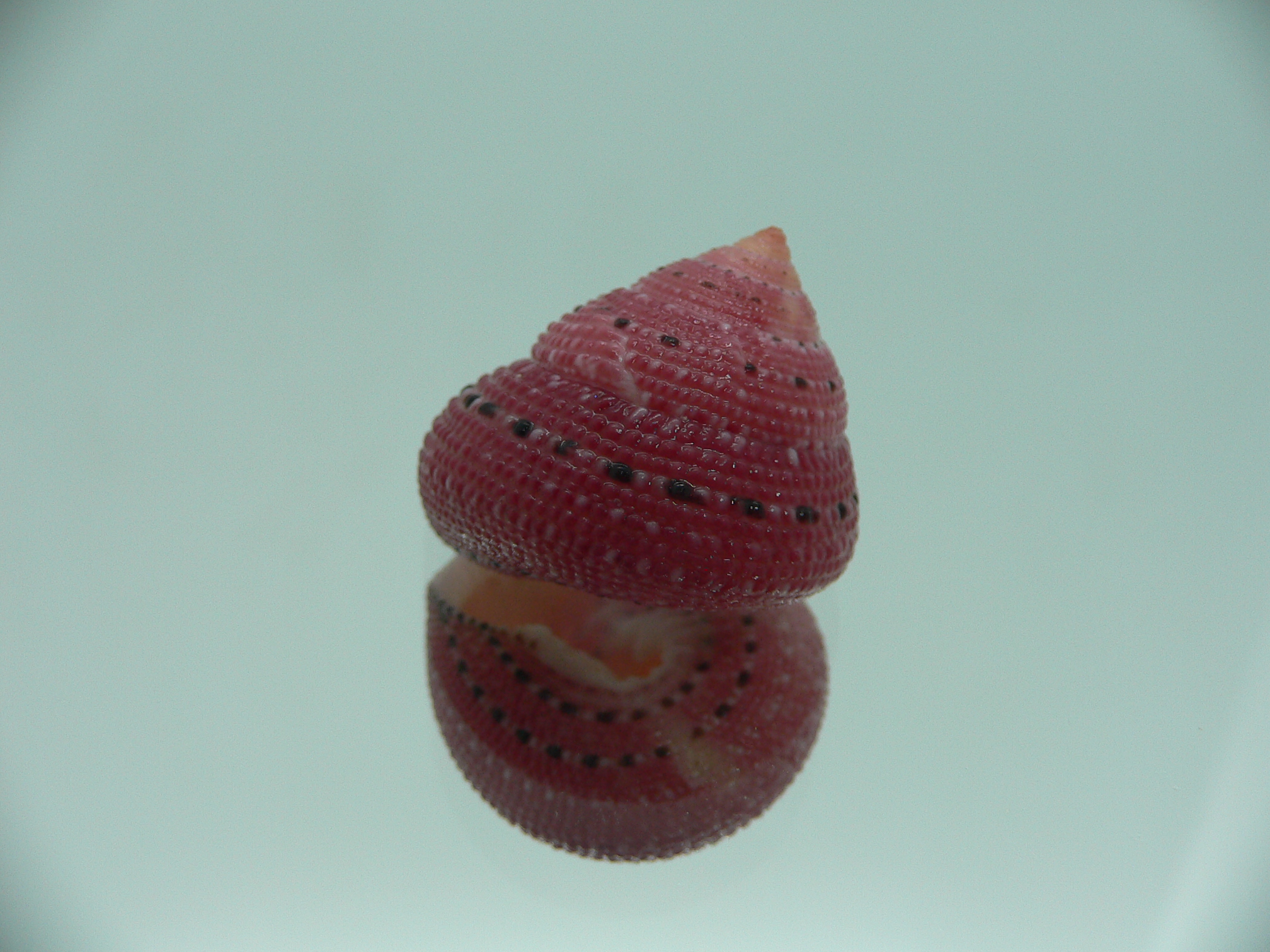 Clanculus puniceus RED
