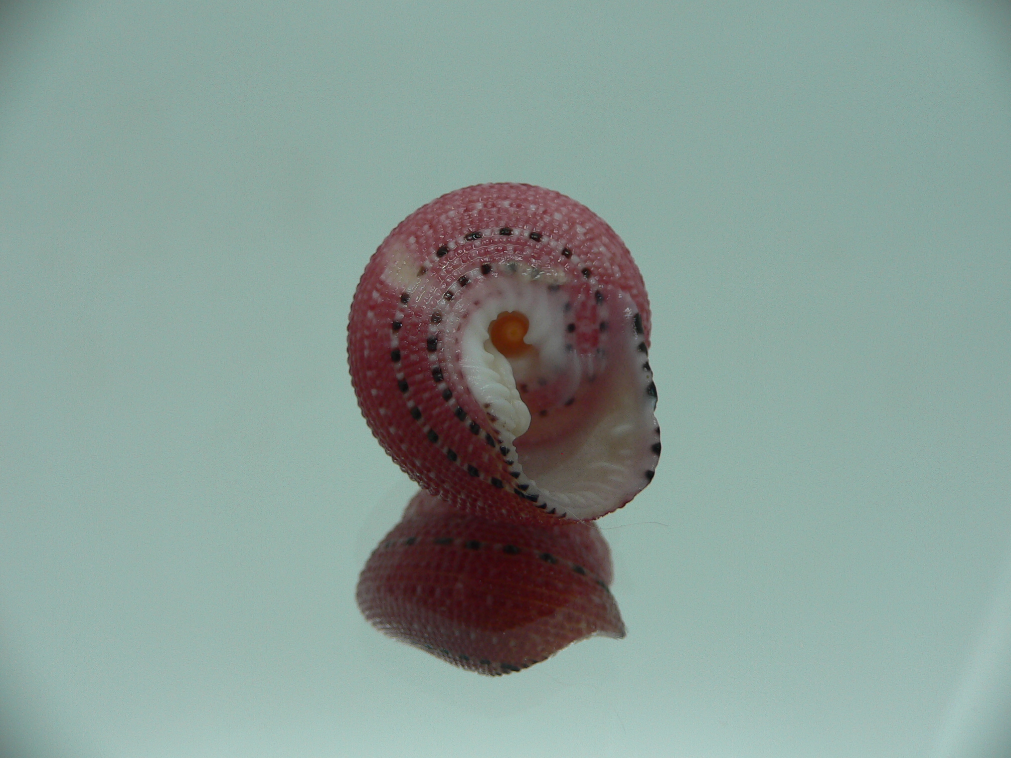 Clanculus puniceus RED