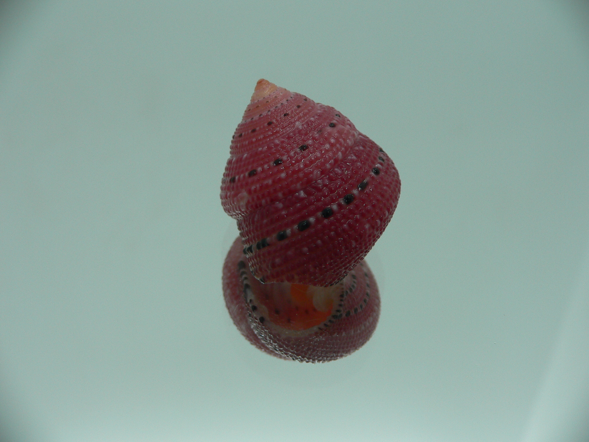 Clanculus puniceus RED