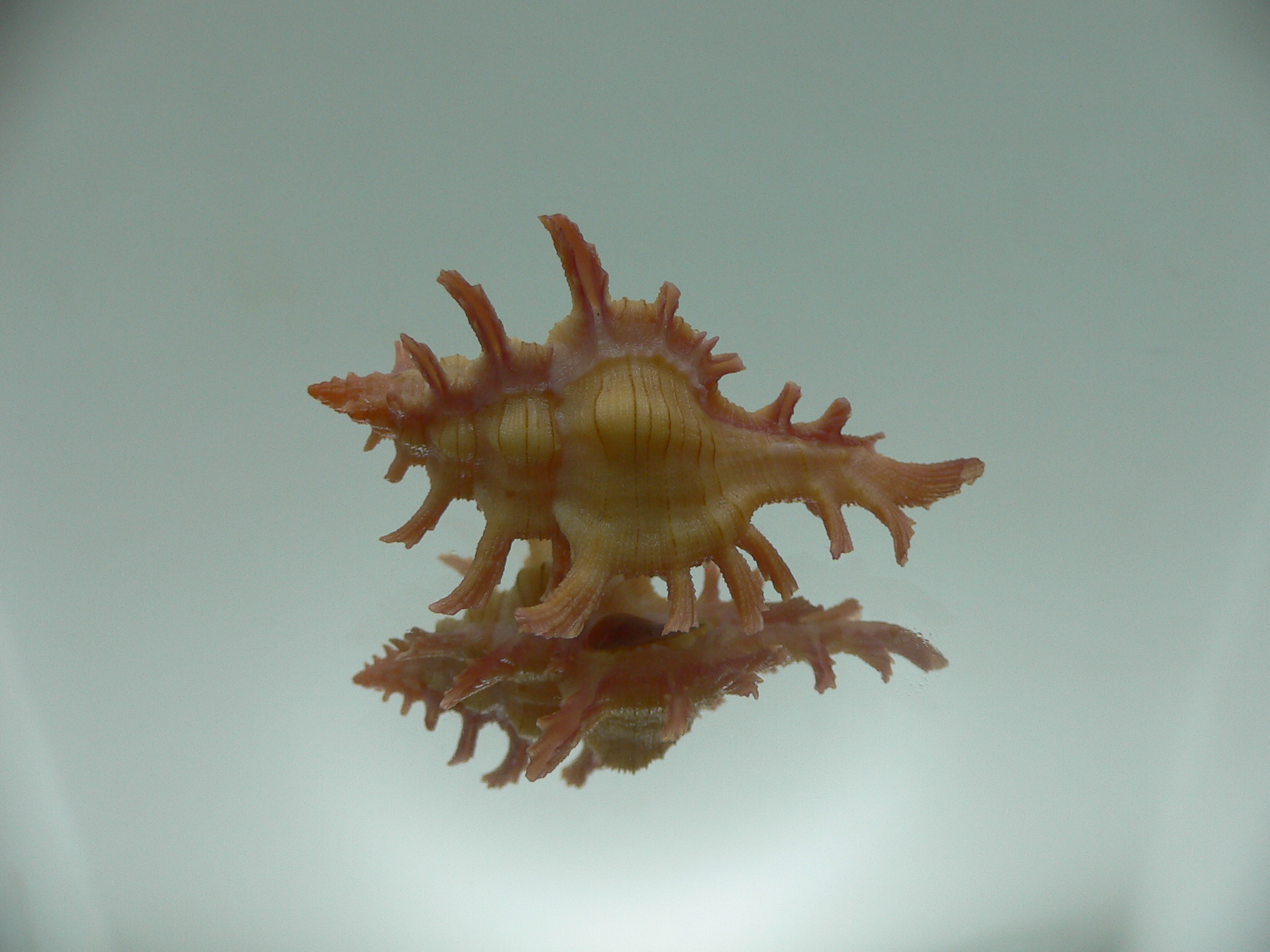 Chicoreus aculeatus BRIGHT