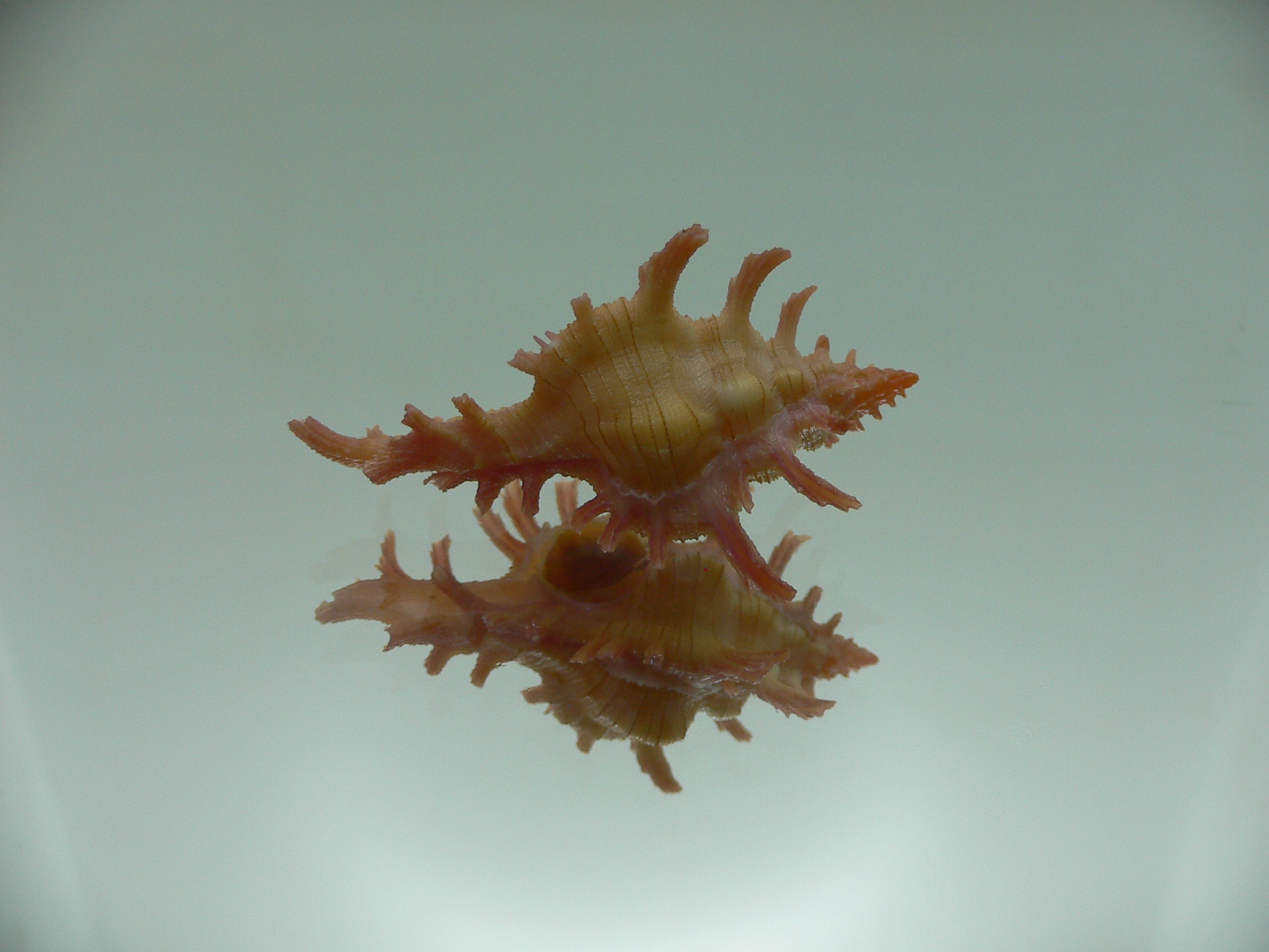 Chicoreus aculeatus BRIGHT