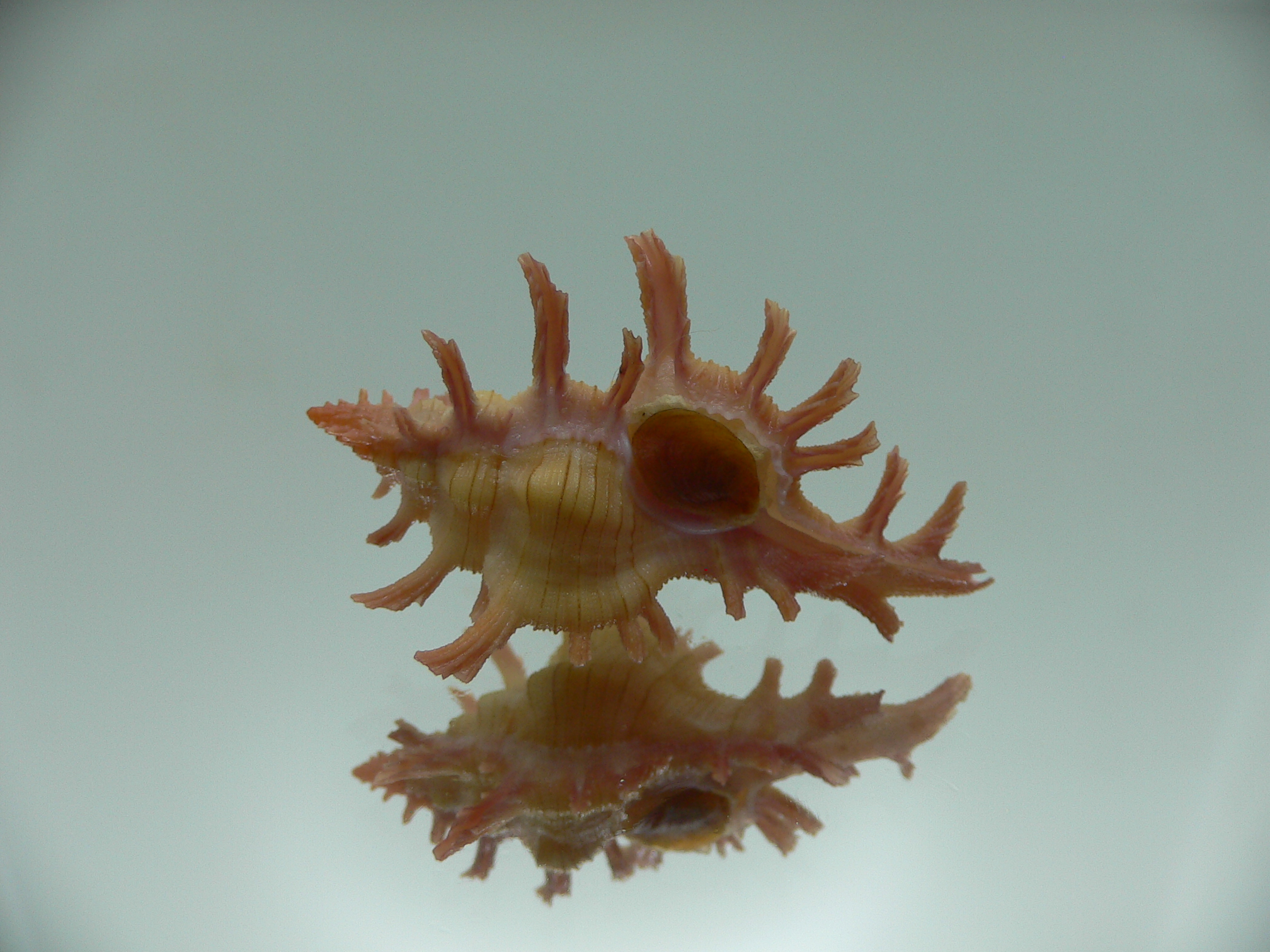 Chicoreus aculeatus BRIGHT