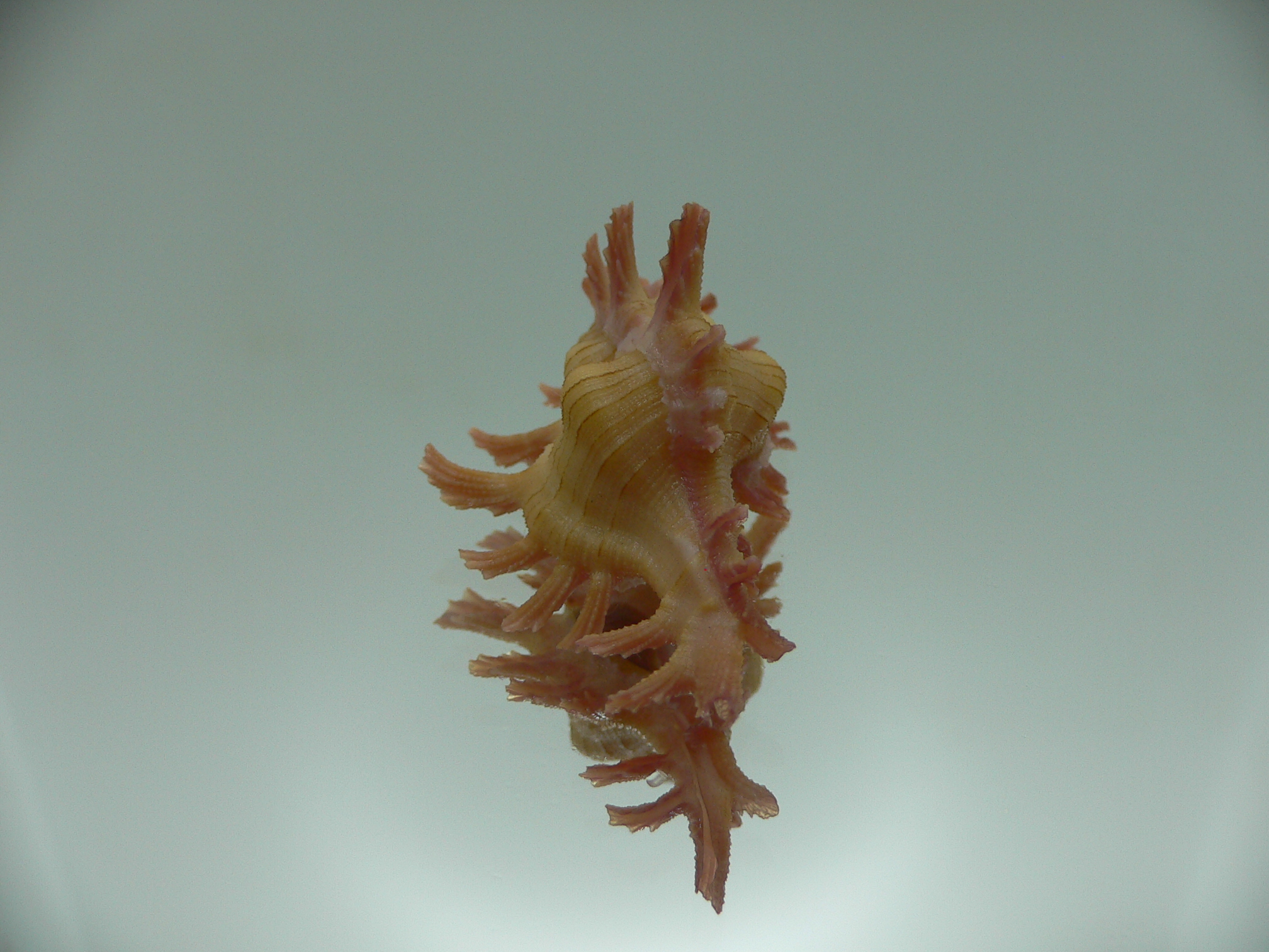 Chicoreus aculeatus BRIGHT