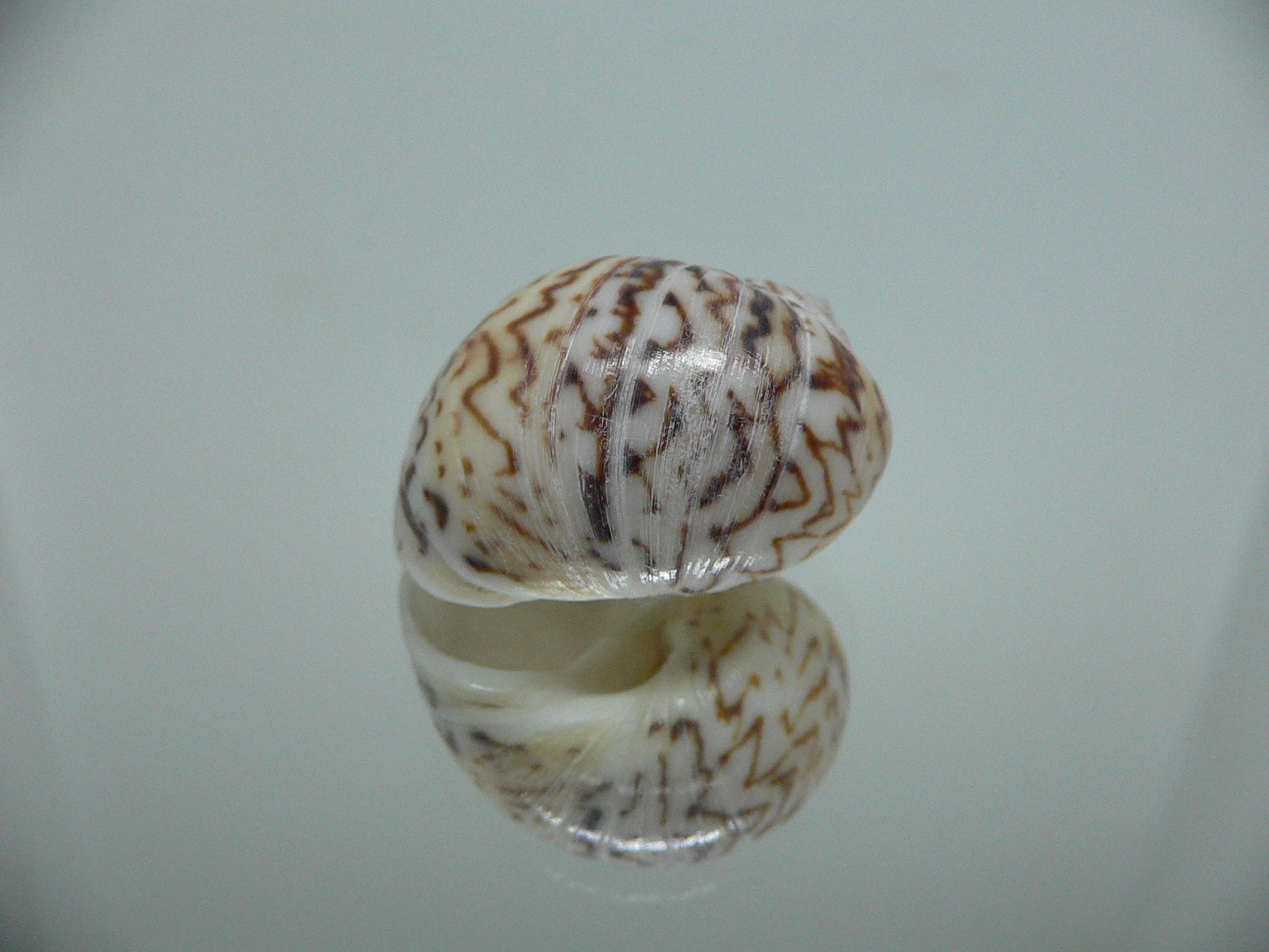 Natica fulminea COLOR & ZIGZAG