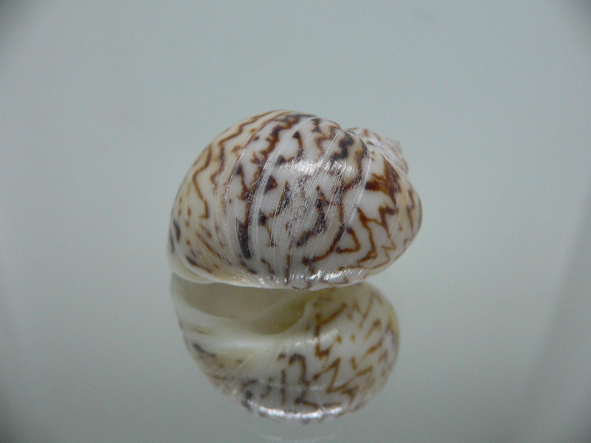 Natica fulminea COLOR & ZIGZAG