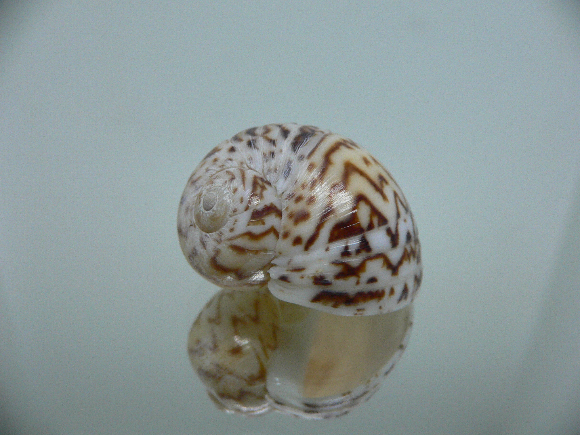 Natica fulminea COLOR & ZIGZAG