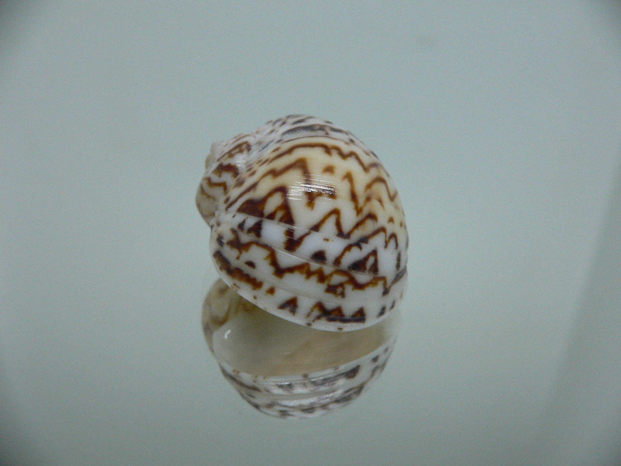 Natica fulminea COLOR & ZIGZAG