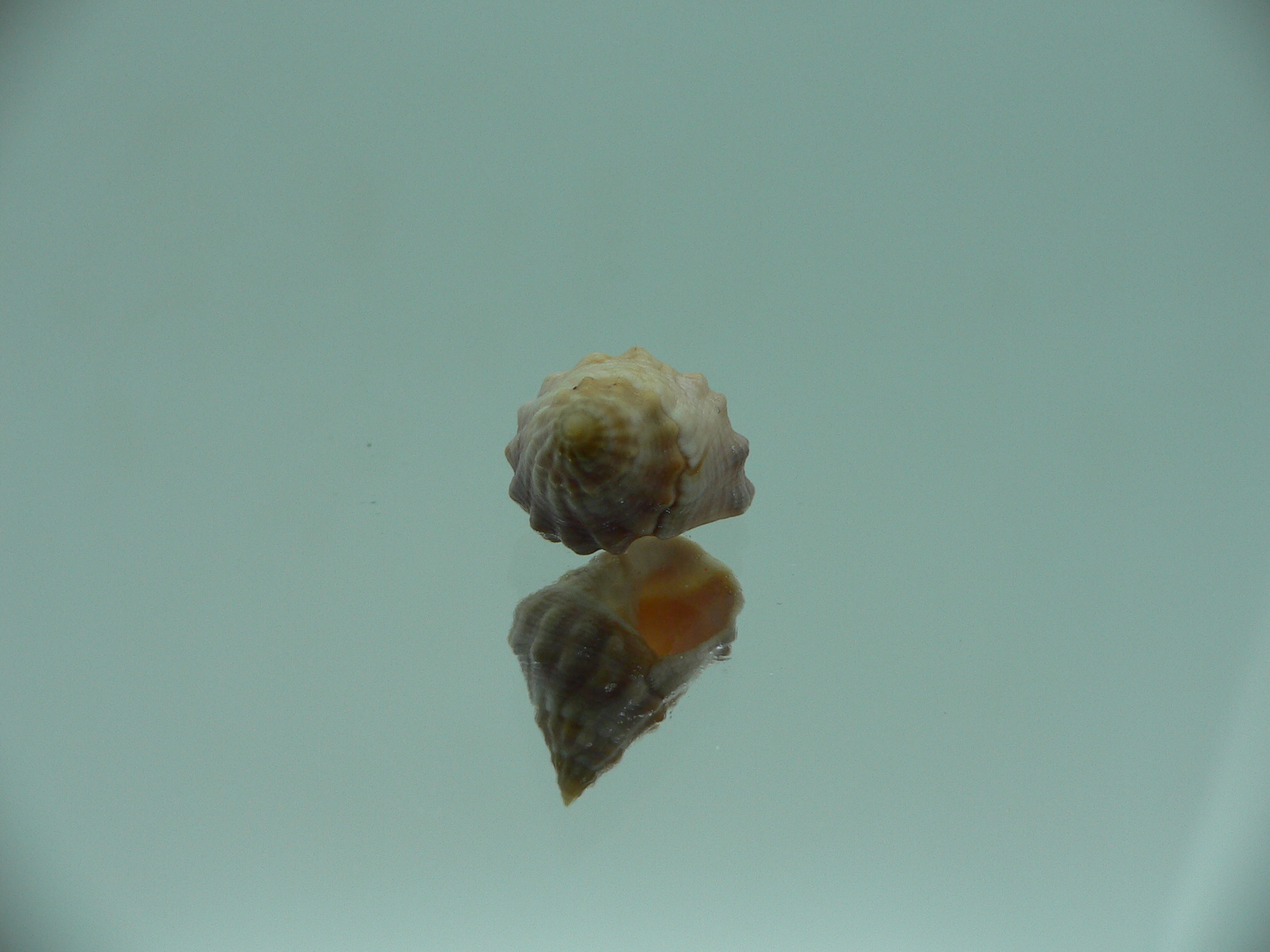 Echinolittorina pascua SP. CREAM