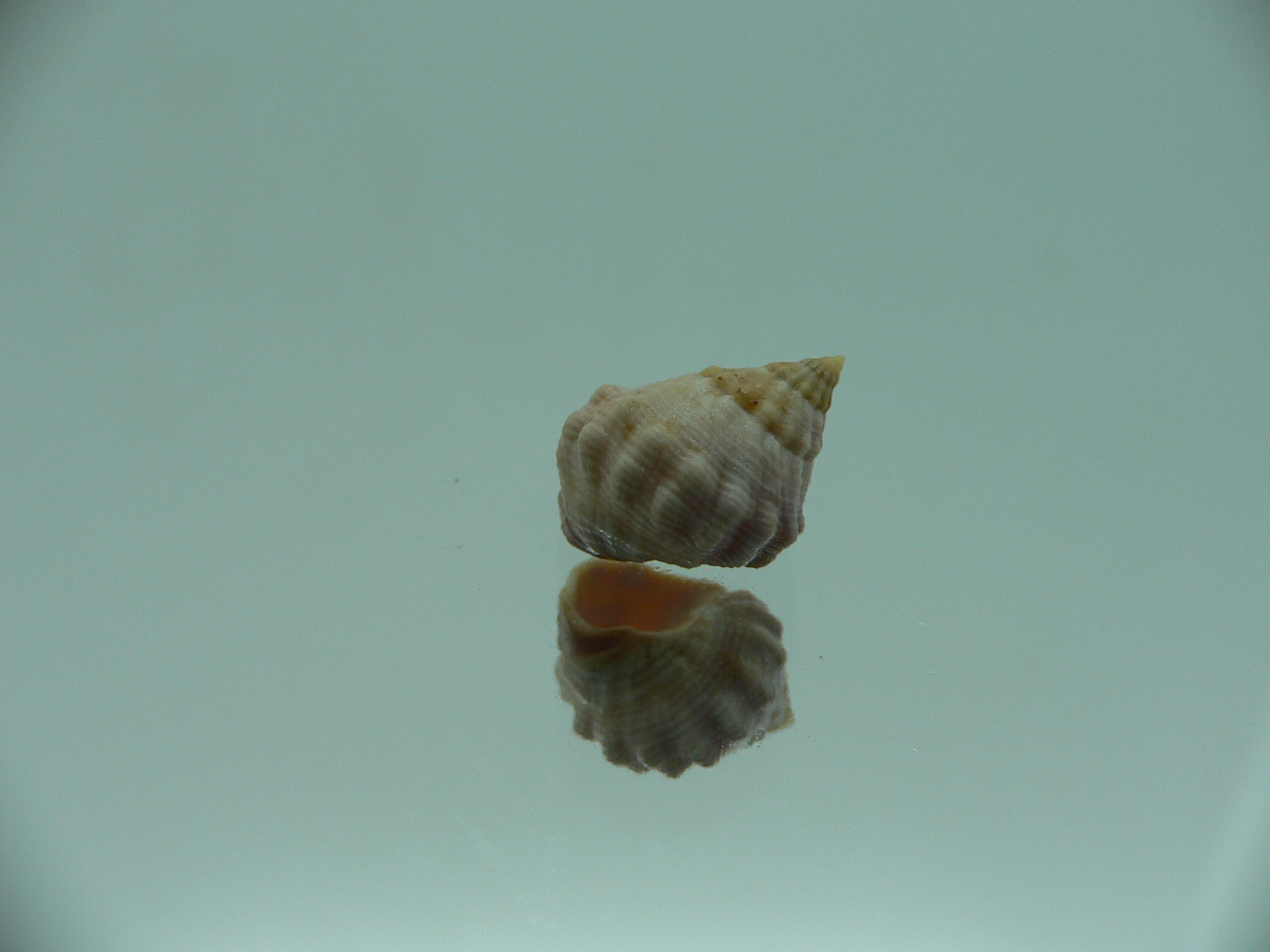 Echinolittorina pascua SP. CREAM