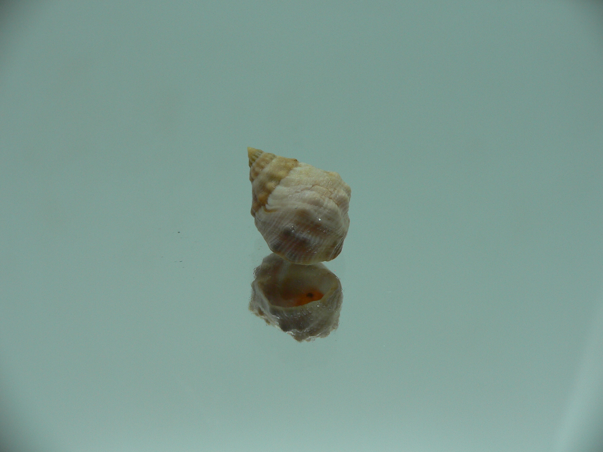 Echinolittorina pascua SP. CREAM