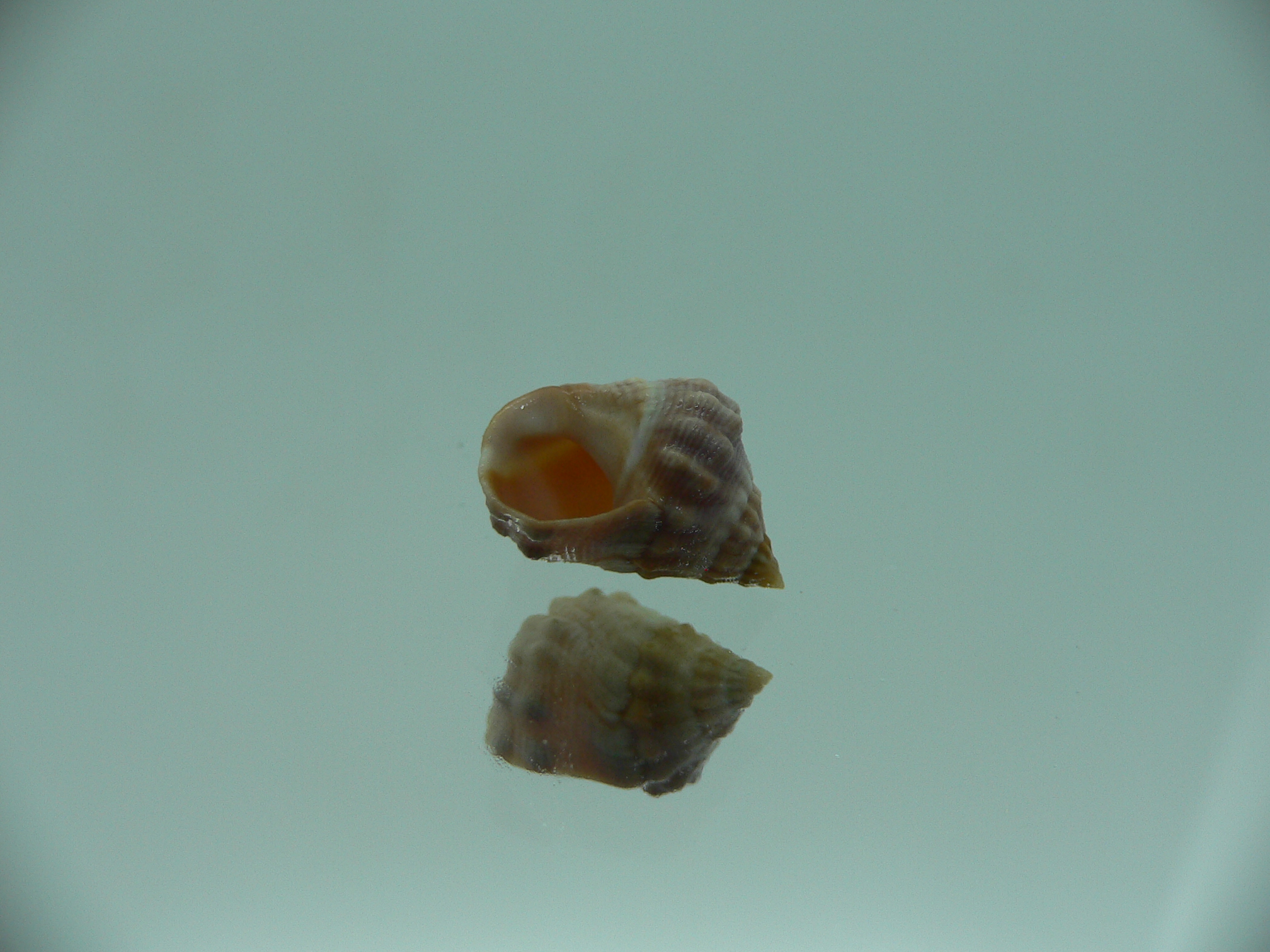 Echinolittorina pascua SP. CREAM