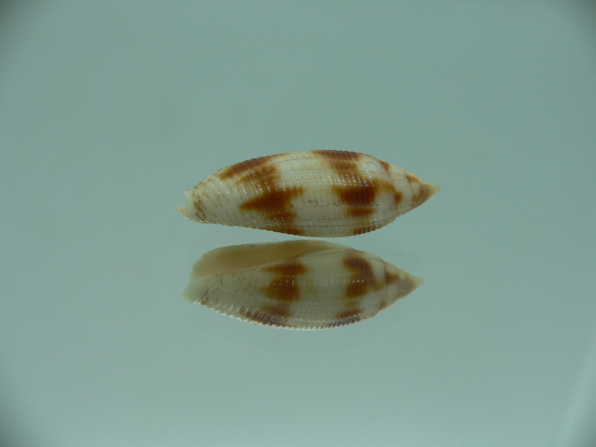 Nebularia edentula