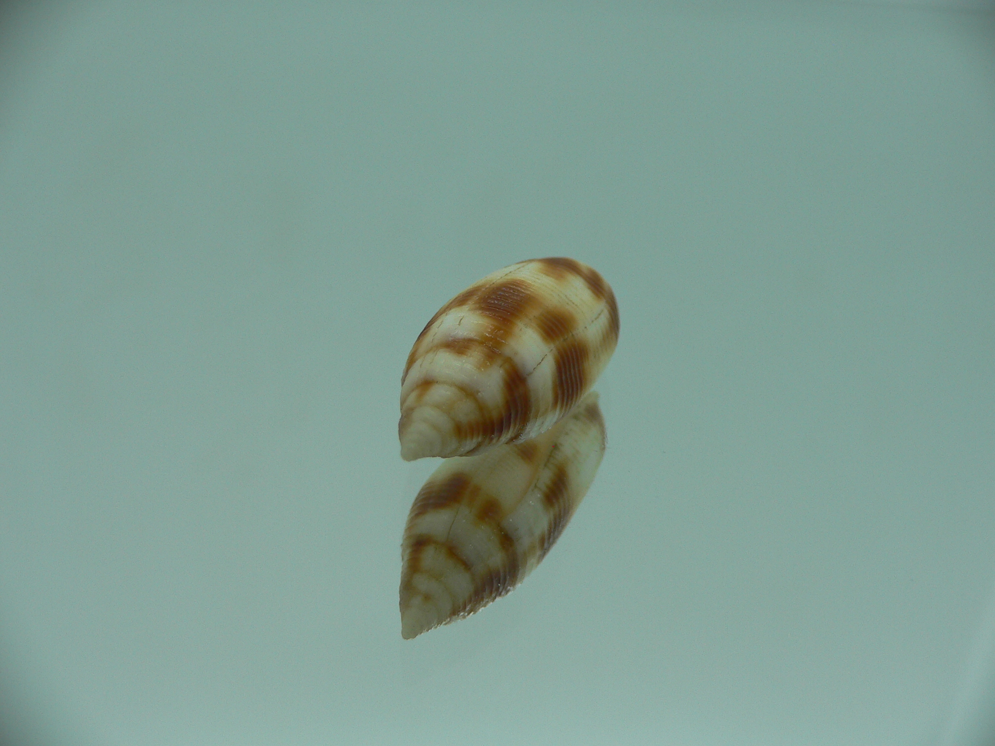 Nebularia edentula