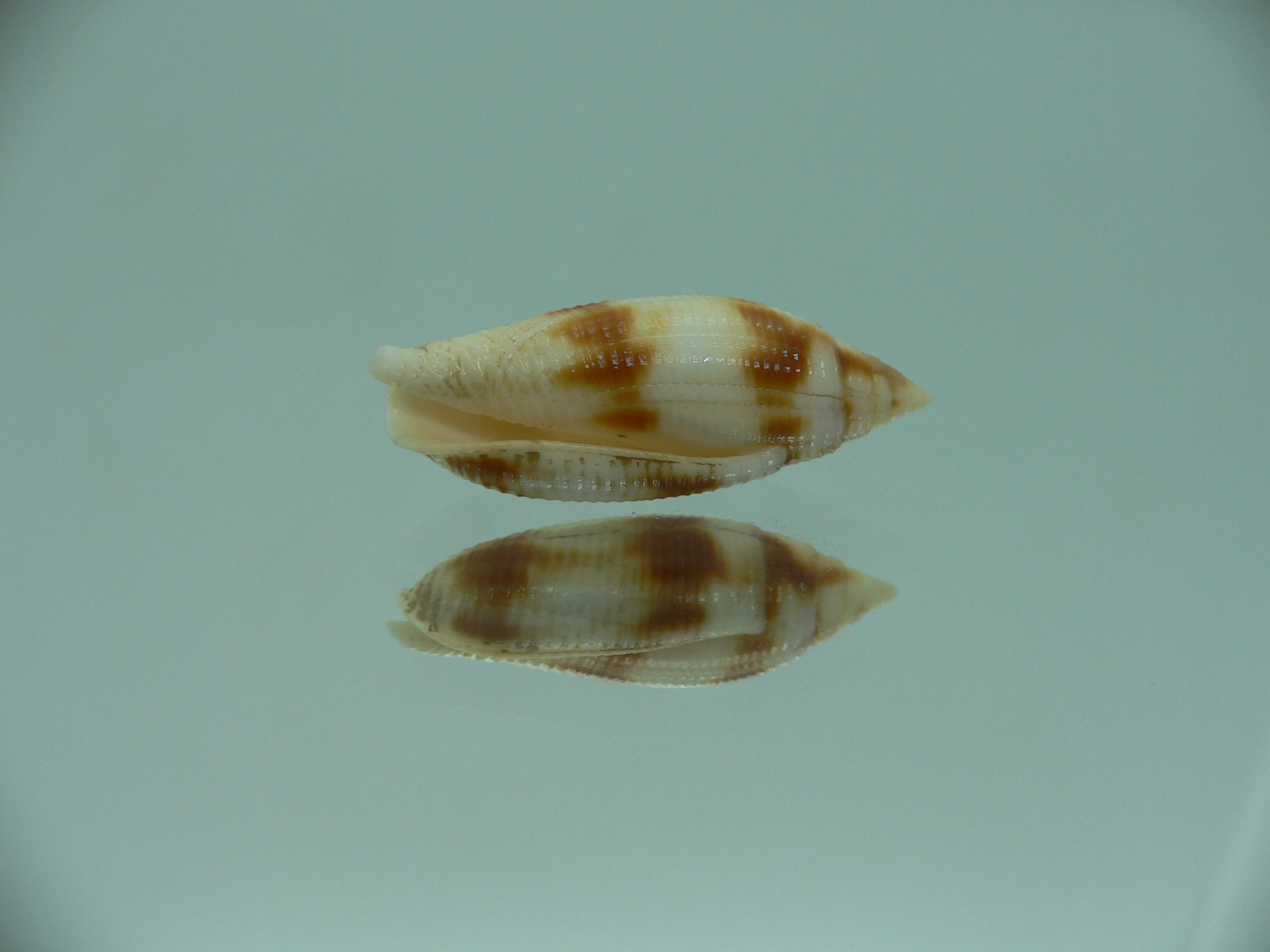 Nebularia edentula