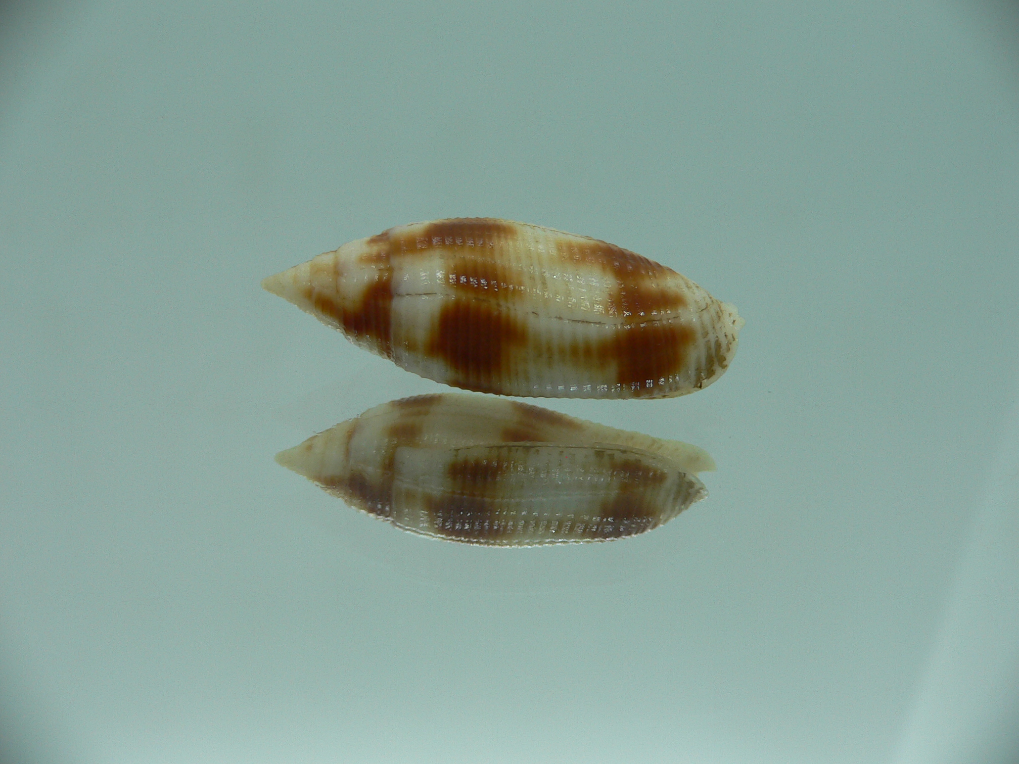 Nebularia edentula