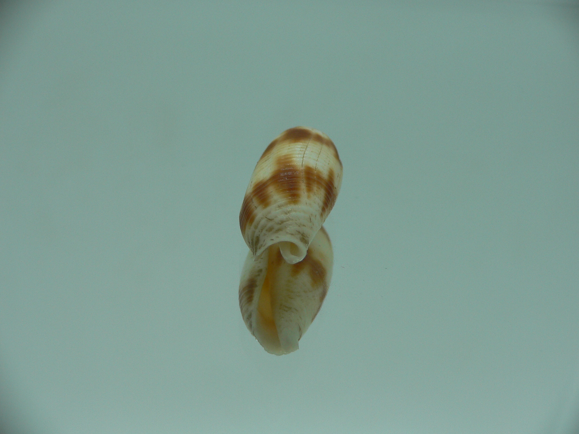 Nebularia edentula