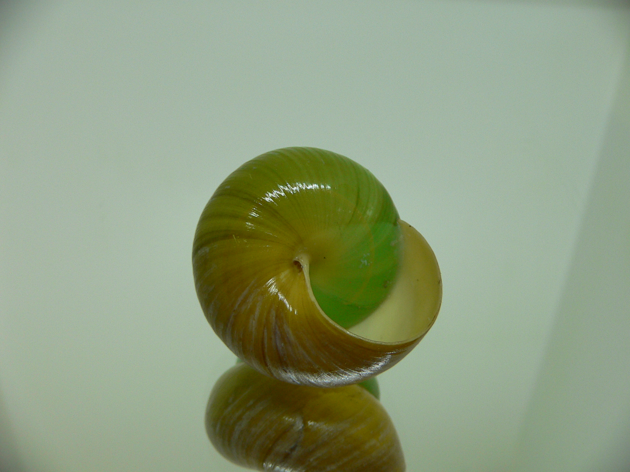 Asperitas bimaensis johnabbasi BLACK-GREEN