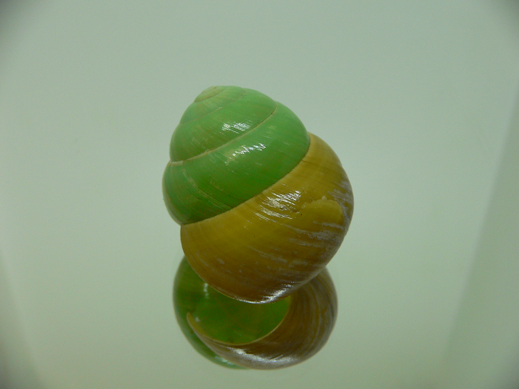Asperitas bimaensis johnabbasi BLACK-GREEN