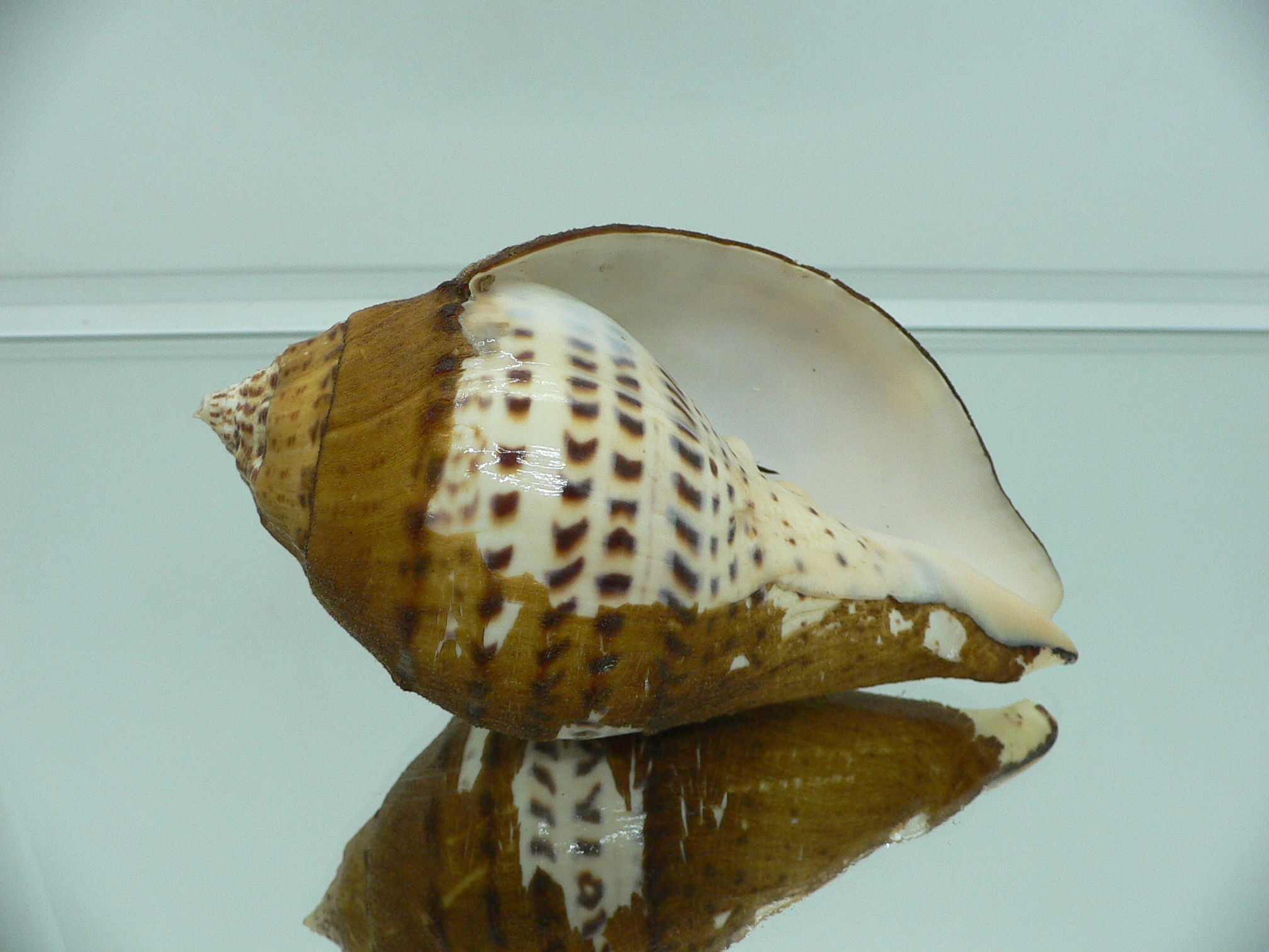 Turbinella pyrum comarinensis VERY BIG