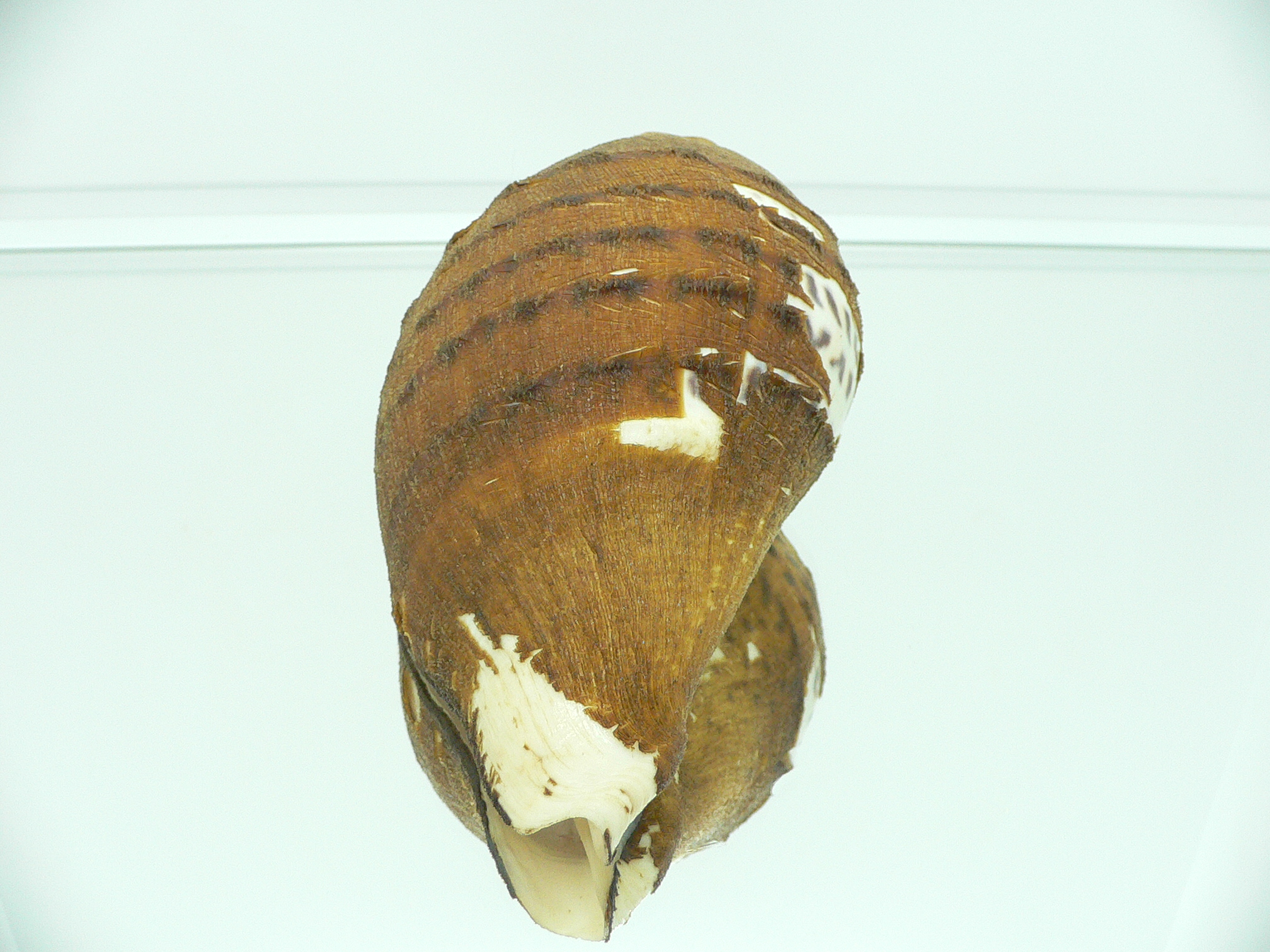 Turbinella pyrum comarinensis VERY BIG
