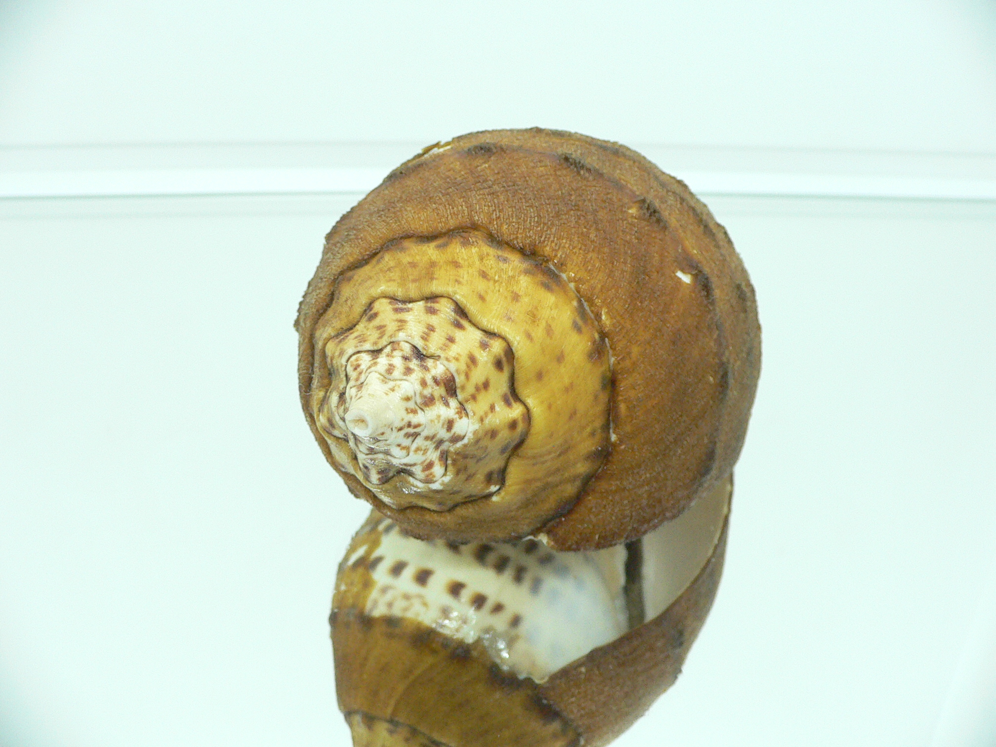 Turbinella pyrum comarinensis VERY BIG