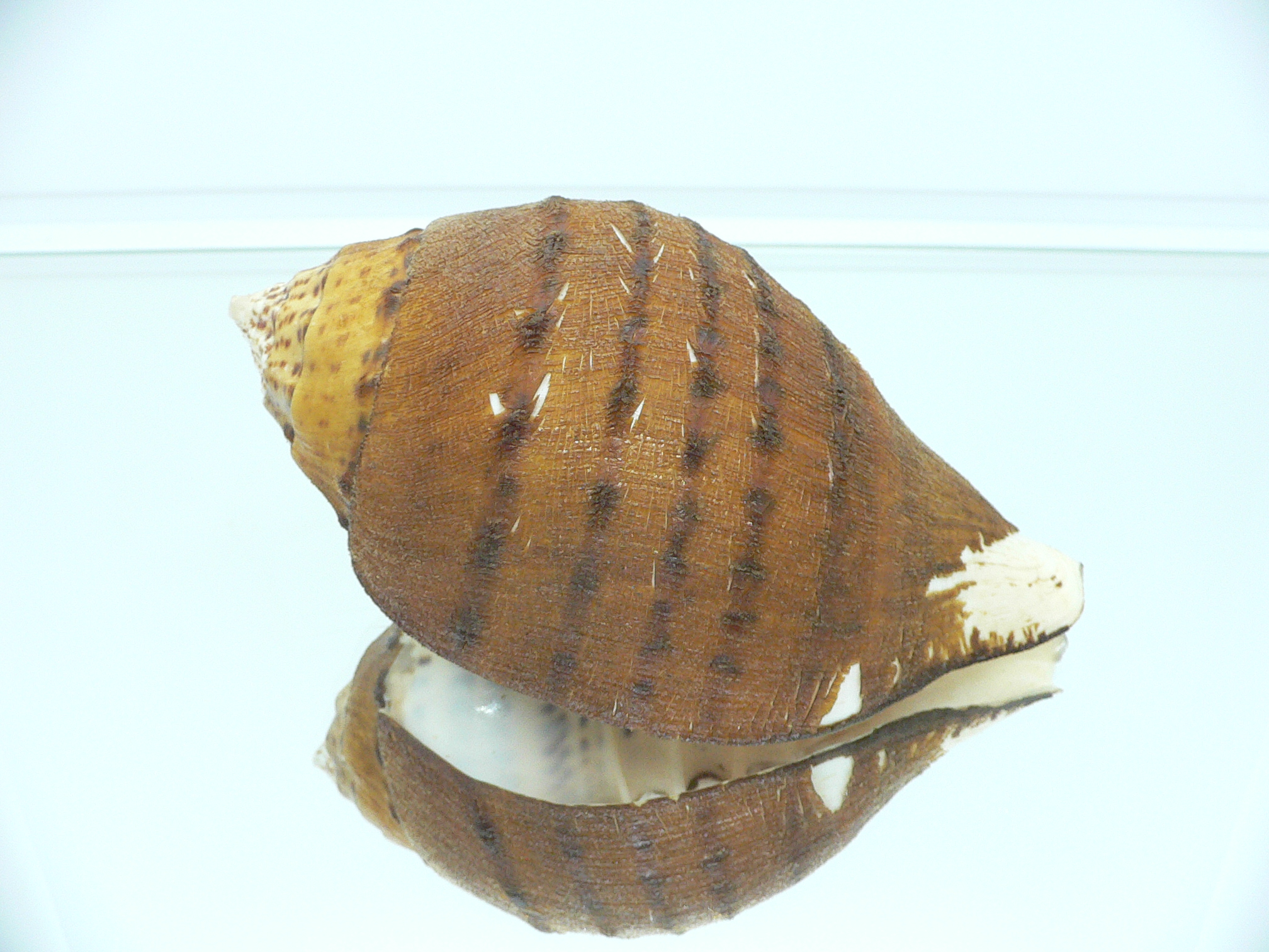 Turbinella pyrum comarinensis VERY BIG