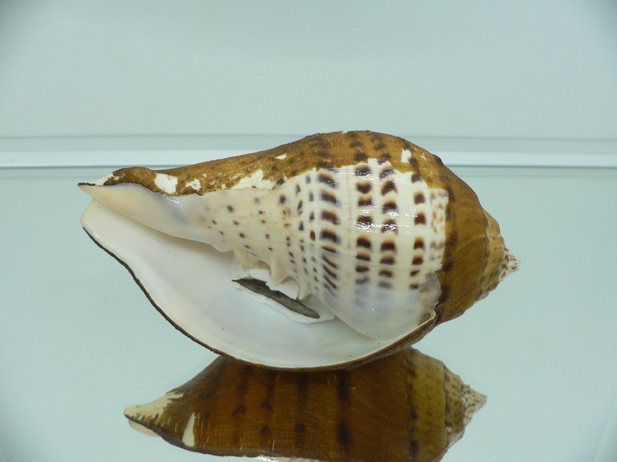 Turbinella pyrum comarinensis VERY BIG