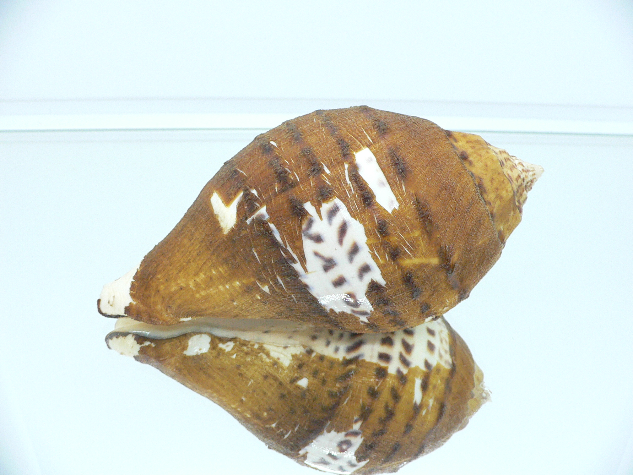 Turbinella pyrum comarinensis VERY BIG