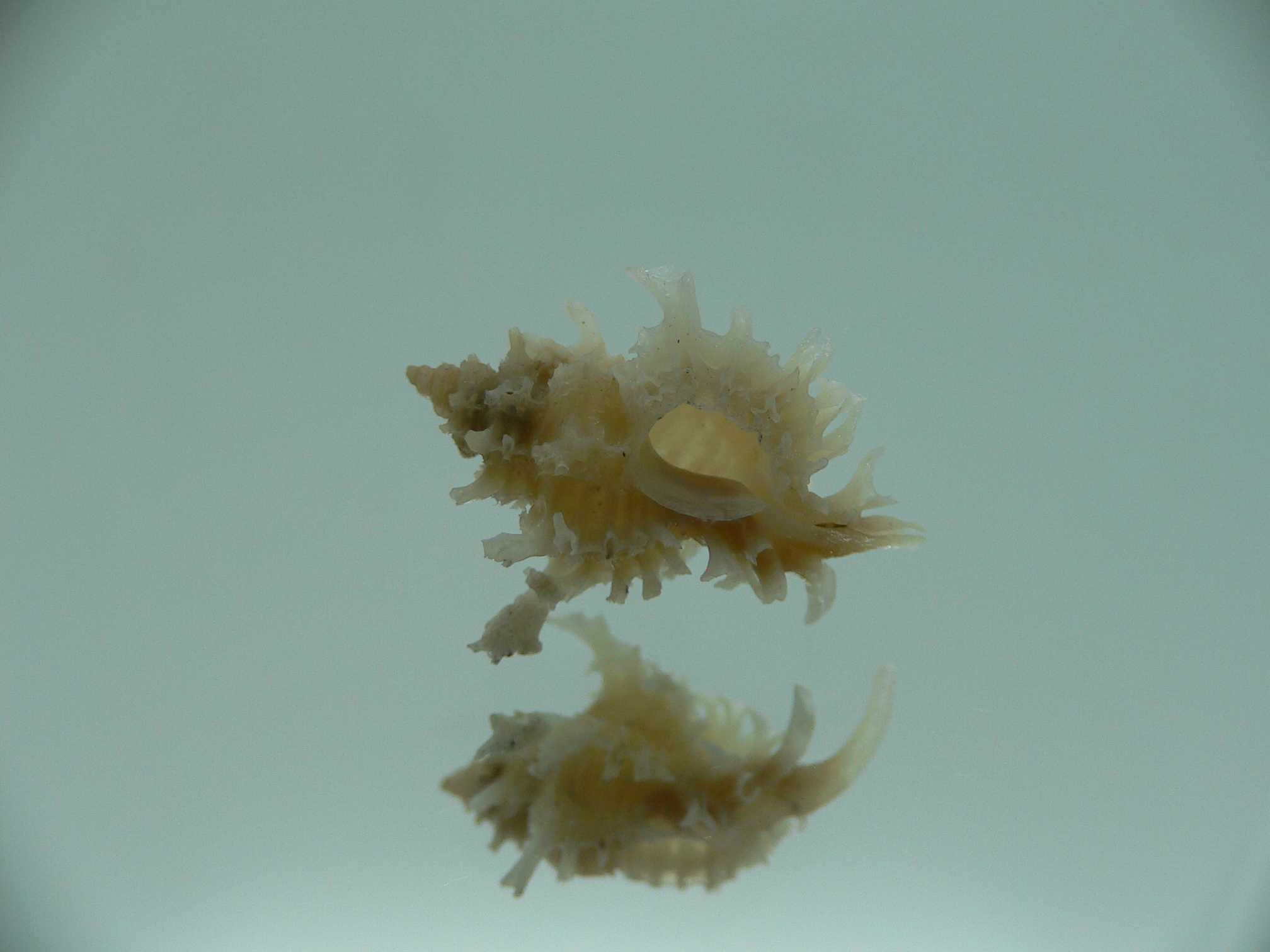 Favartia judithae CURLY