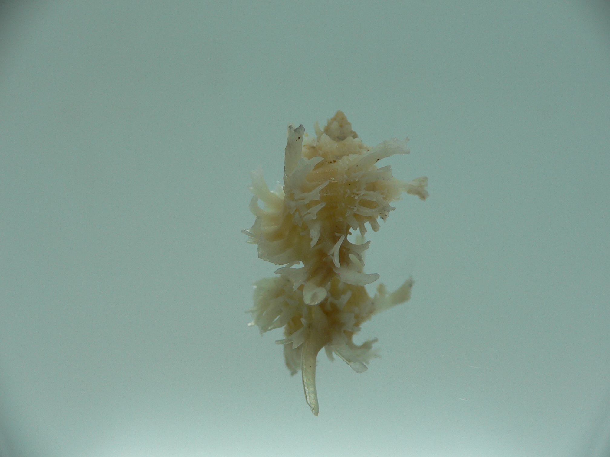 Favartia judithae CURLY