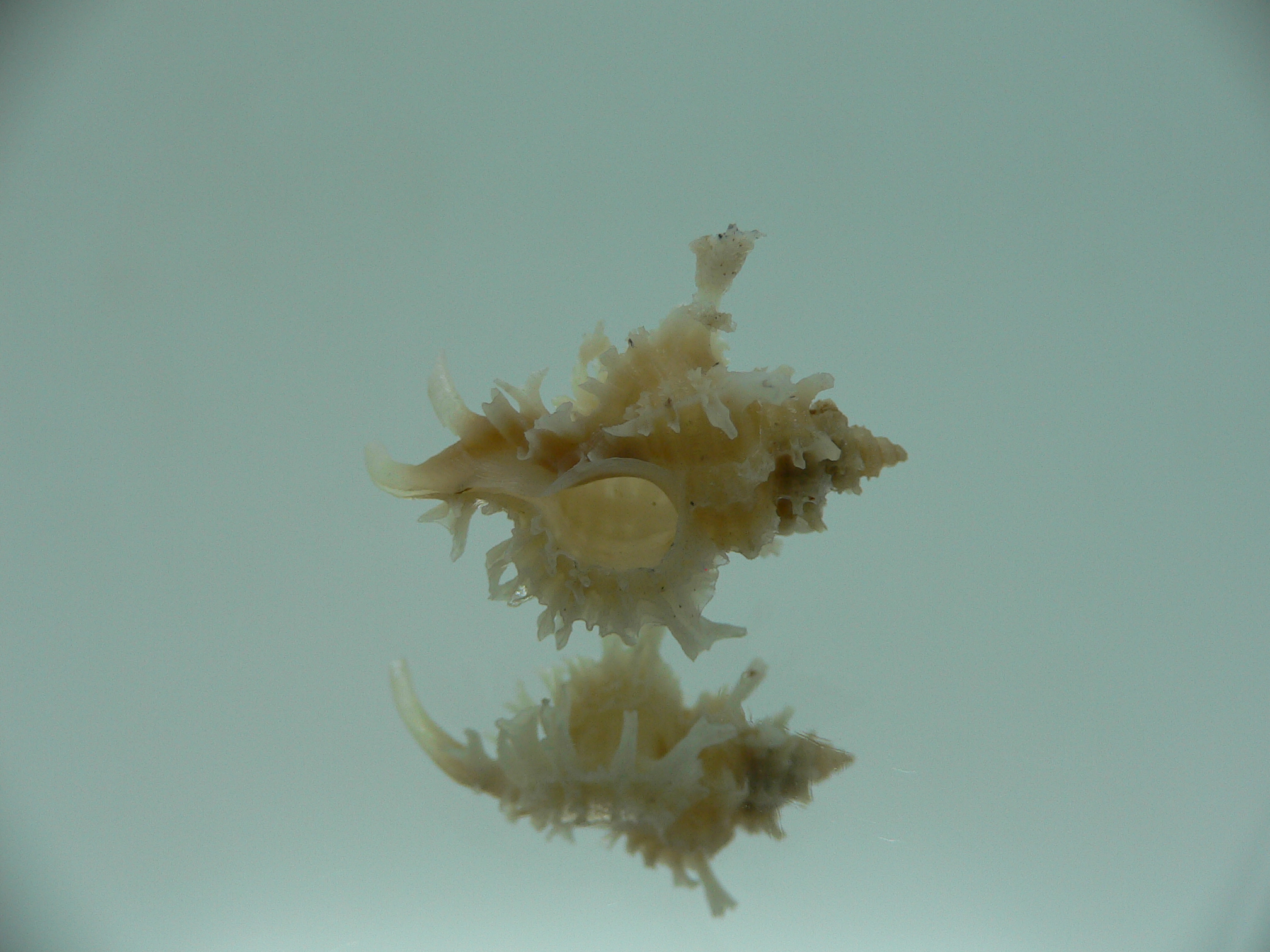 Favartia judithae CURLY