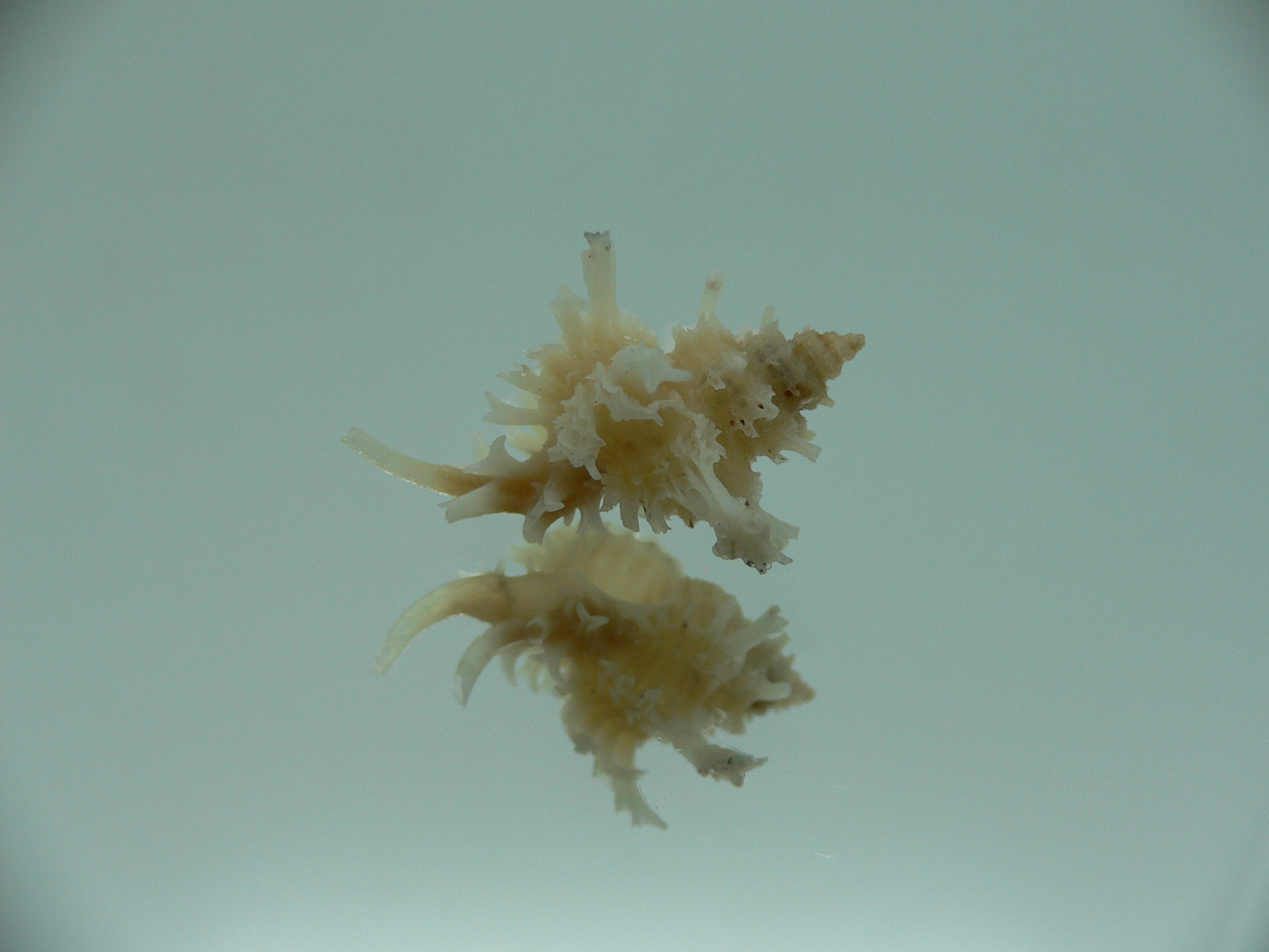Favartia judithae CURLY