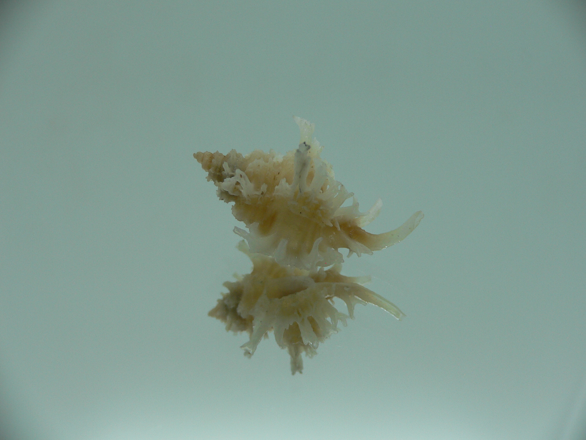 Favartia judithae CURLY