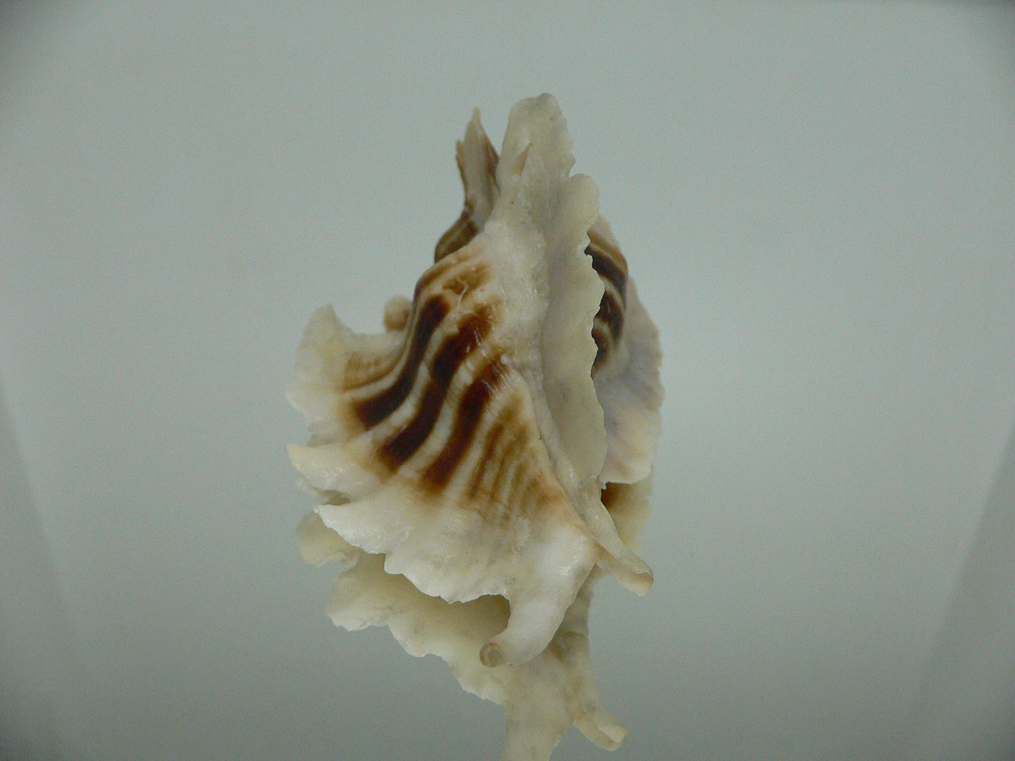 Pteropurpura trialata BIG & STRIPEDS