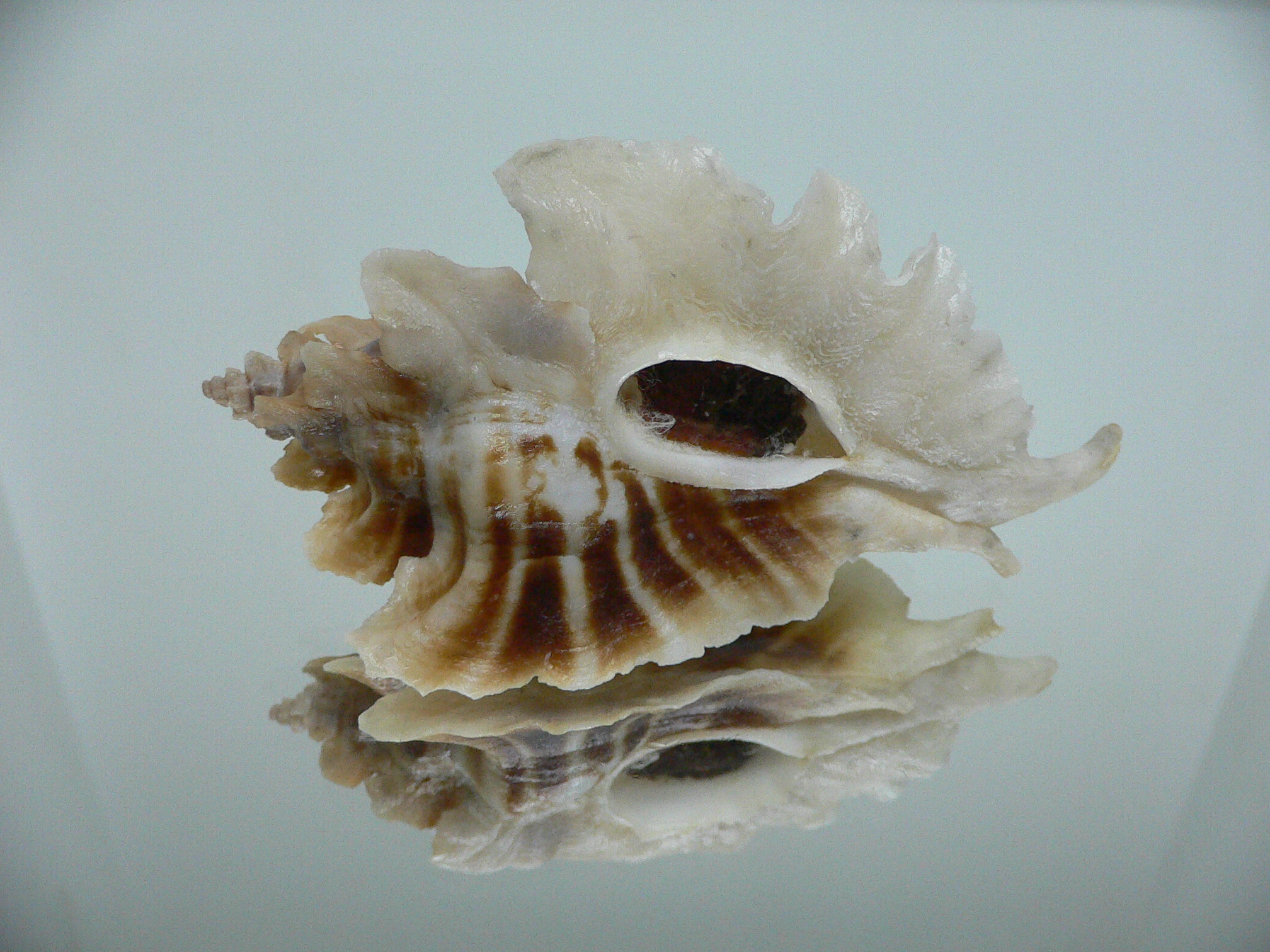 Pteropurpura trialata BIG & STRIPEDS