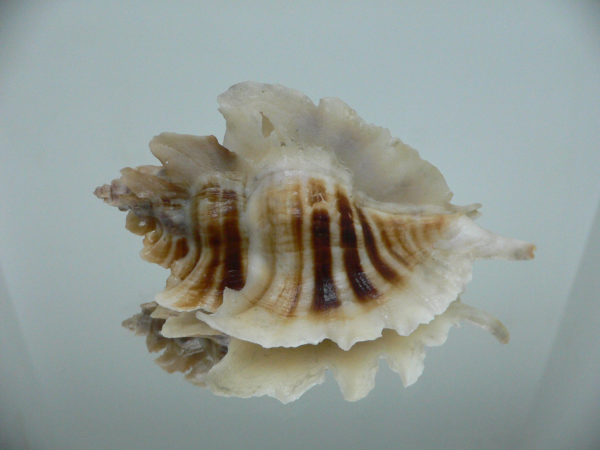 Pteropurpura trialata BIG & STRIPEDS