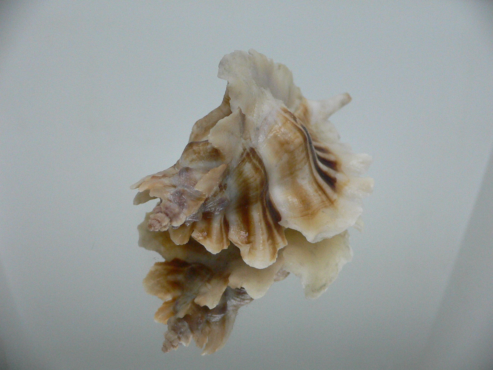 Pteropurpura trialata BIG & STRIPEDS