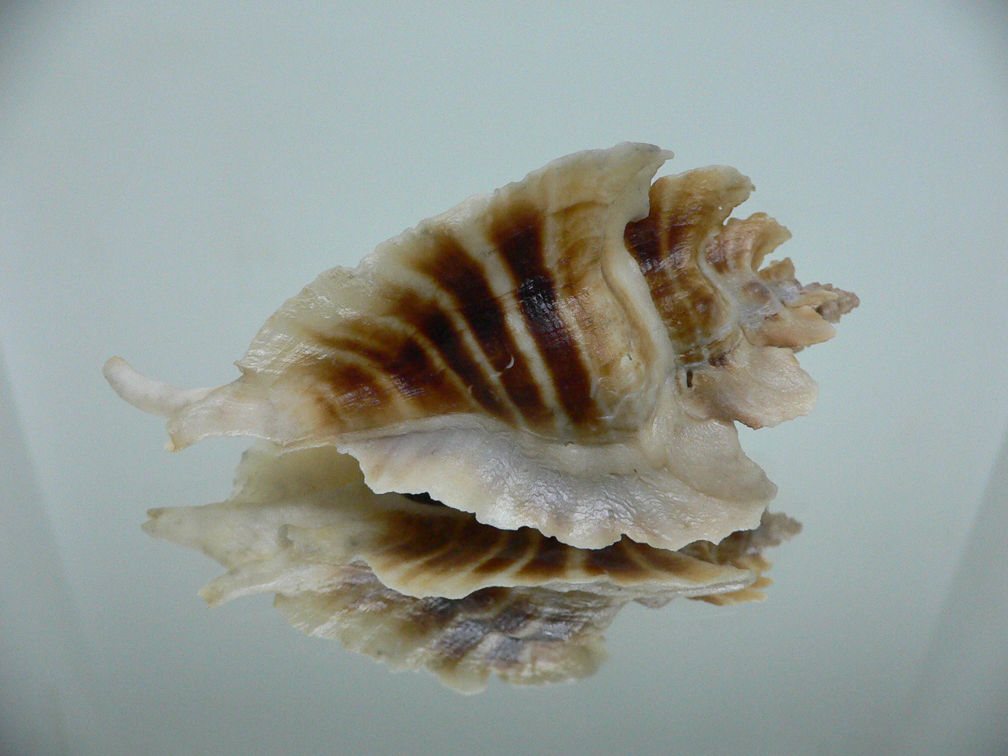 Pteropurpura trialata BIG & STRIPEDS