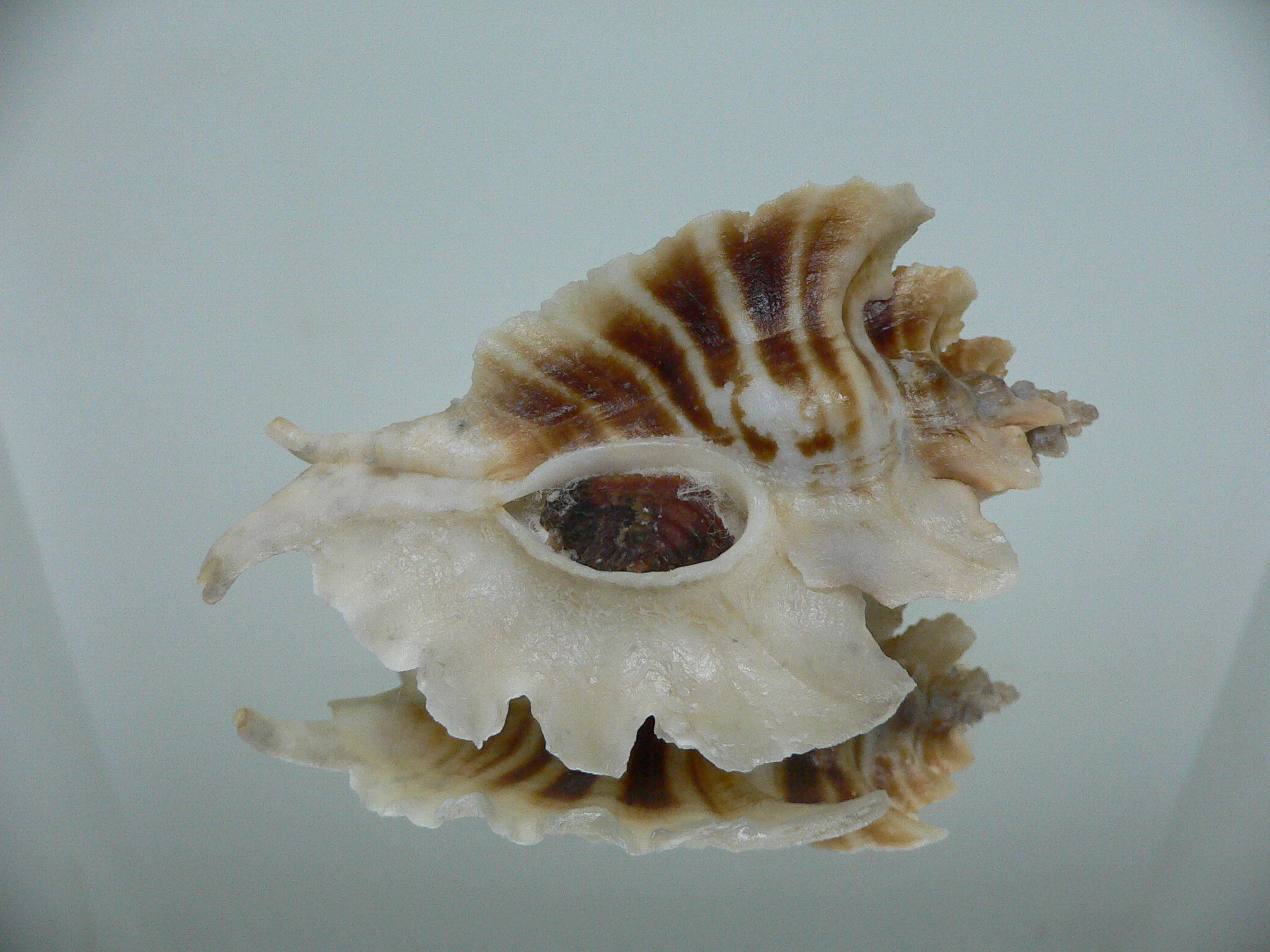 Pteropurpura trialata BIG & STRIPEDS