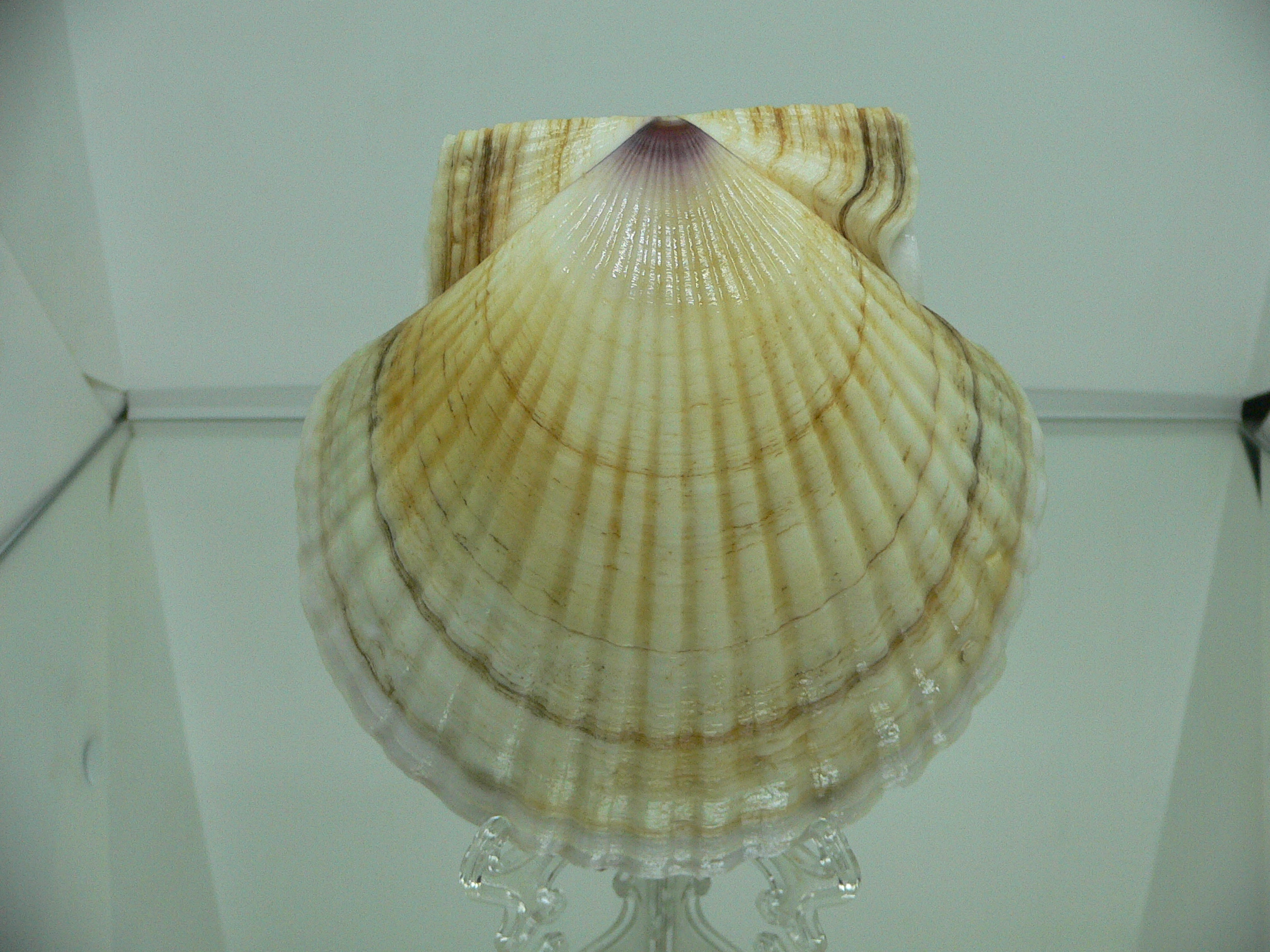 Patinopecten yessoensis VIOLET